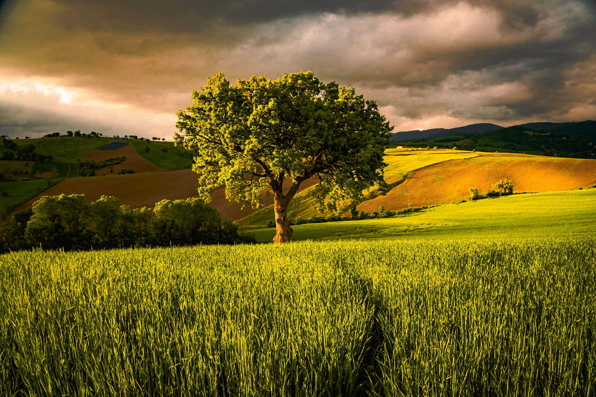 The spring of the Marche