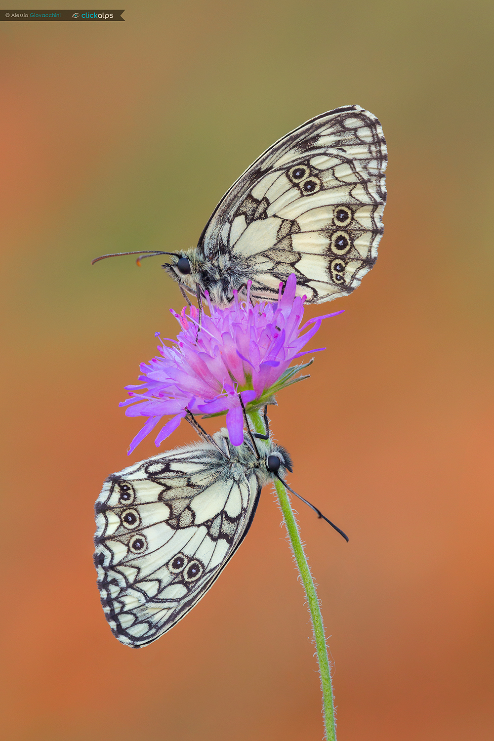 Melanargia galathea