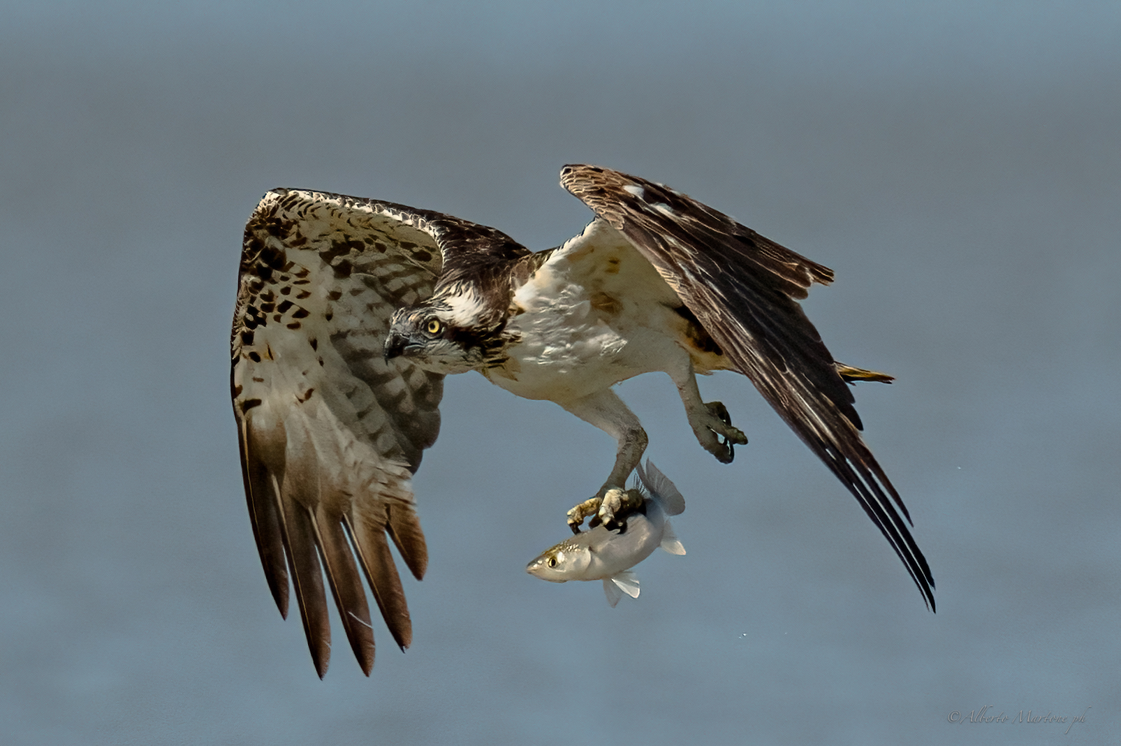 falco pescatore toscana