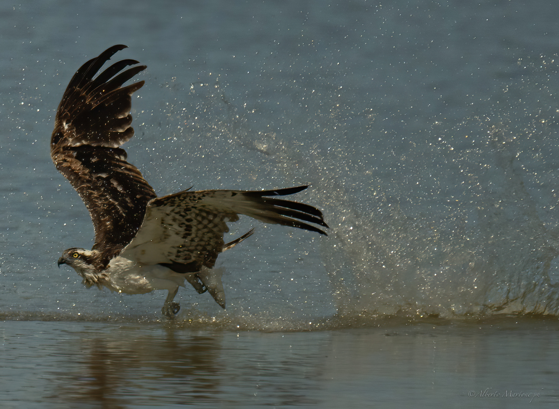 falco pescatore Toscana