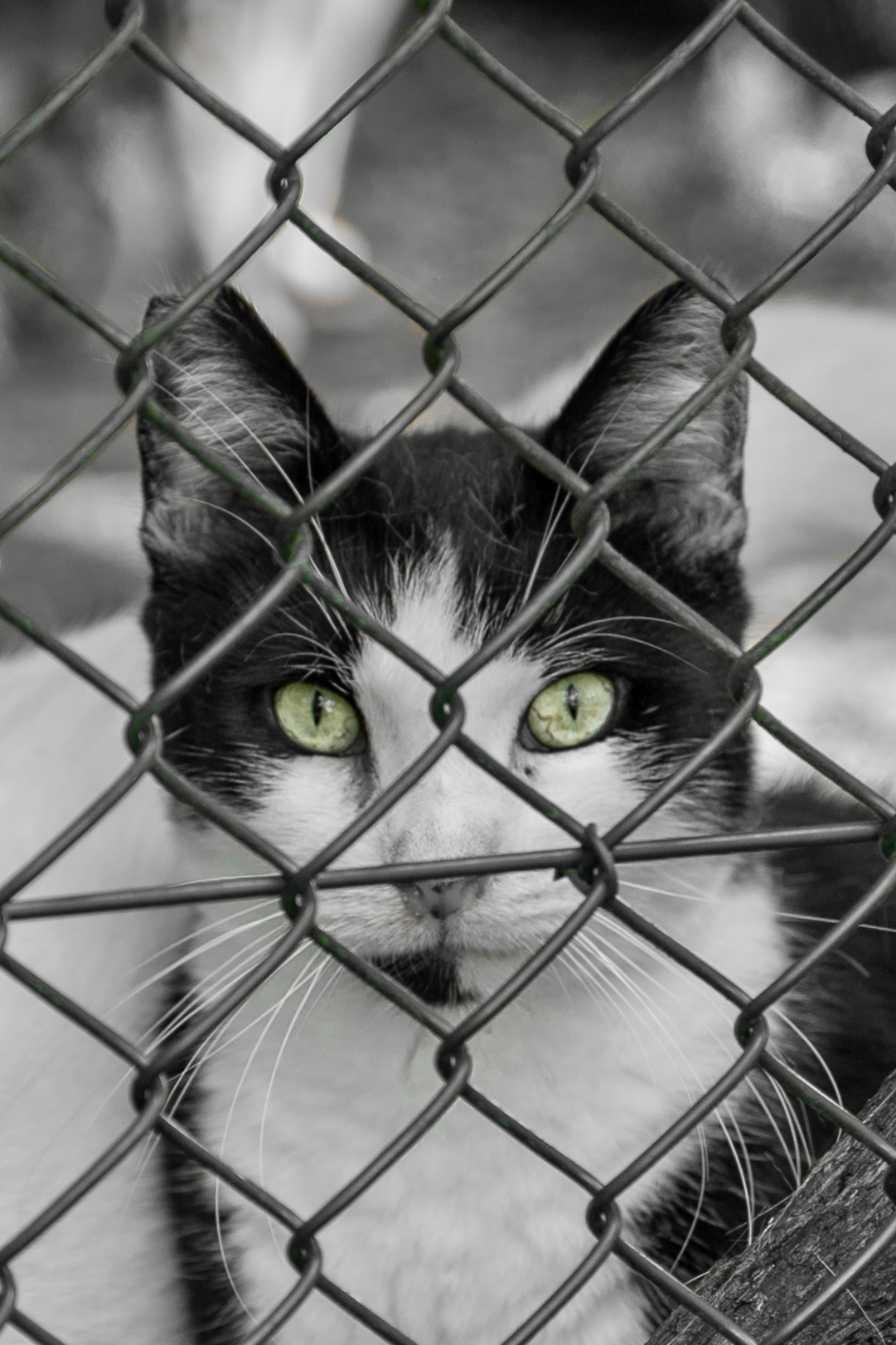 Gatto