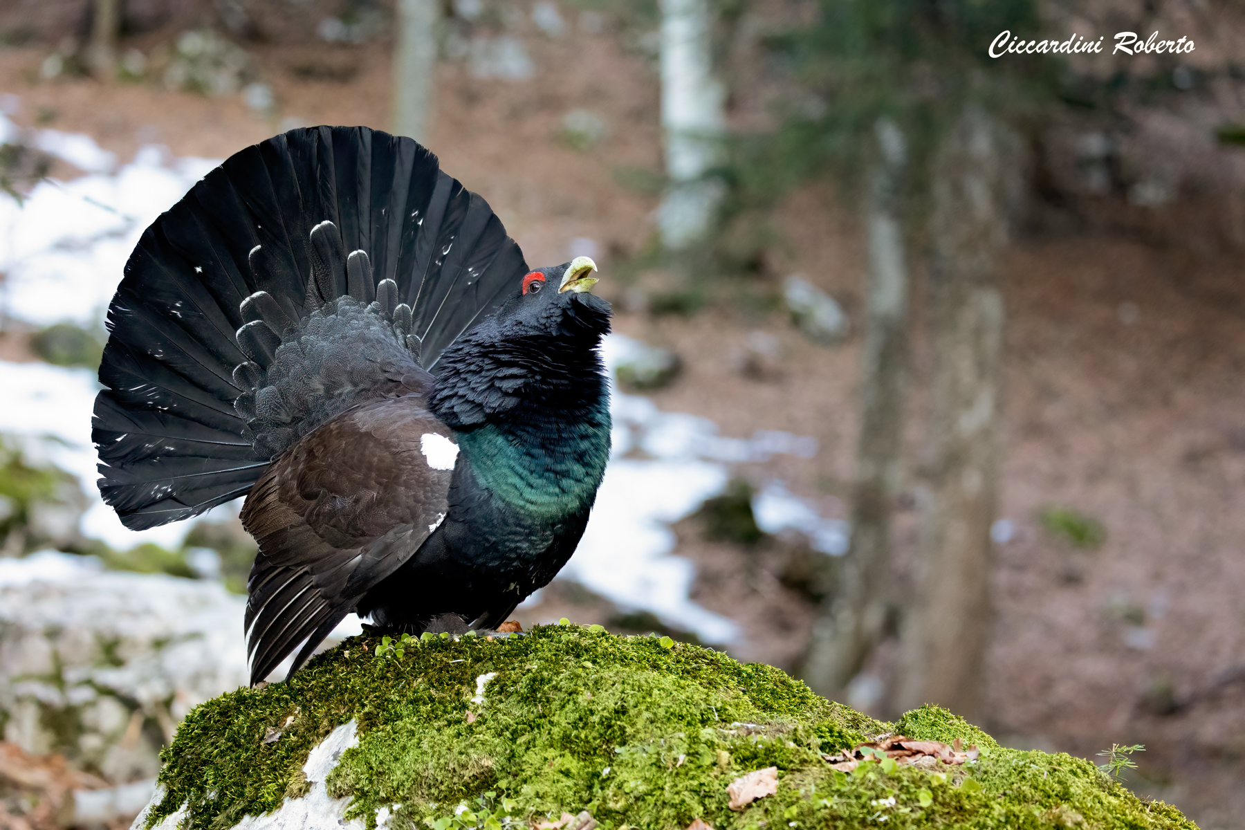 Gallo Cedrone (M)