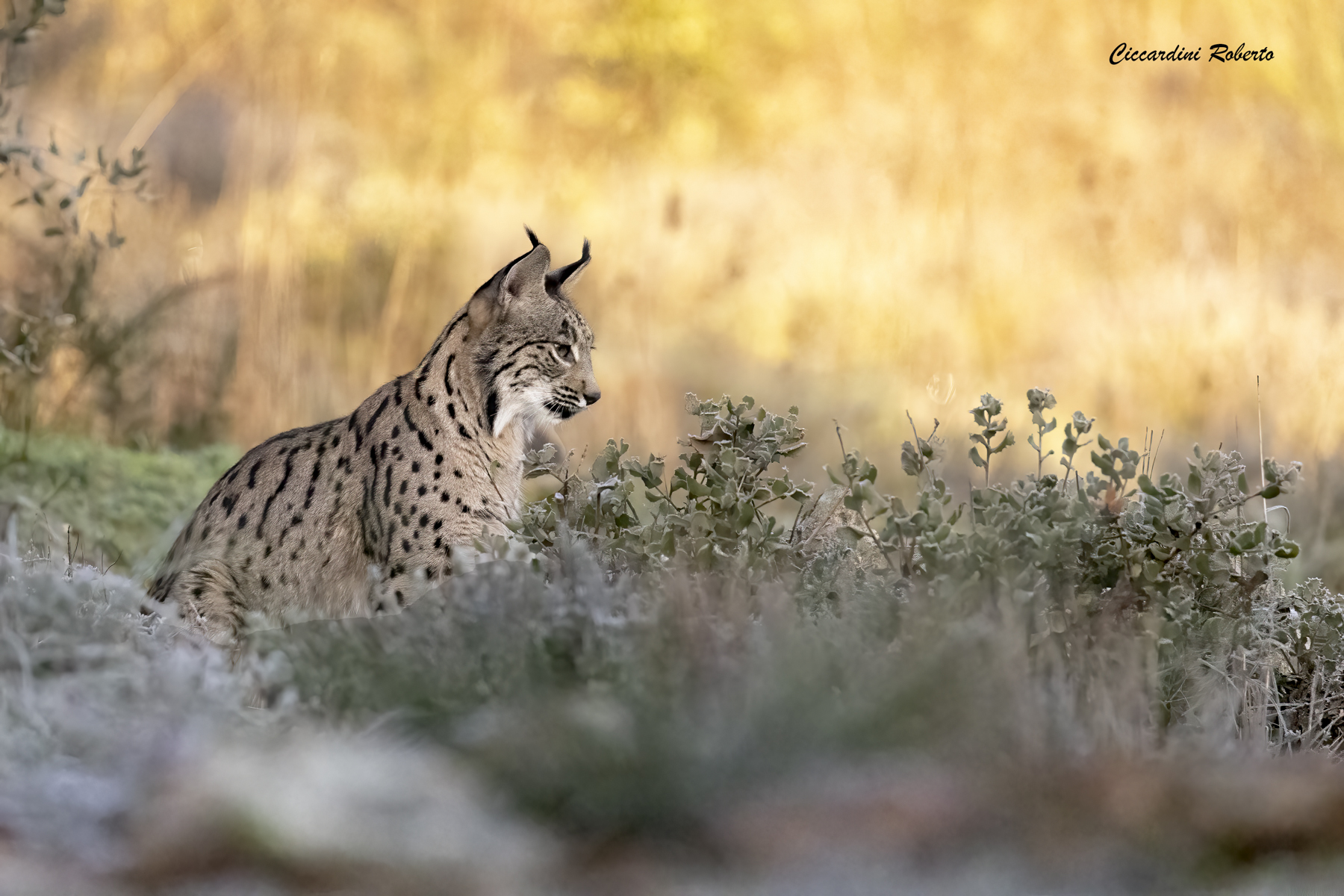 Giovane Lince Pardina