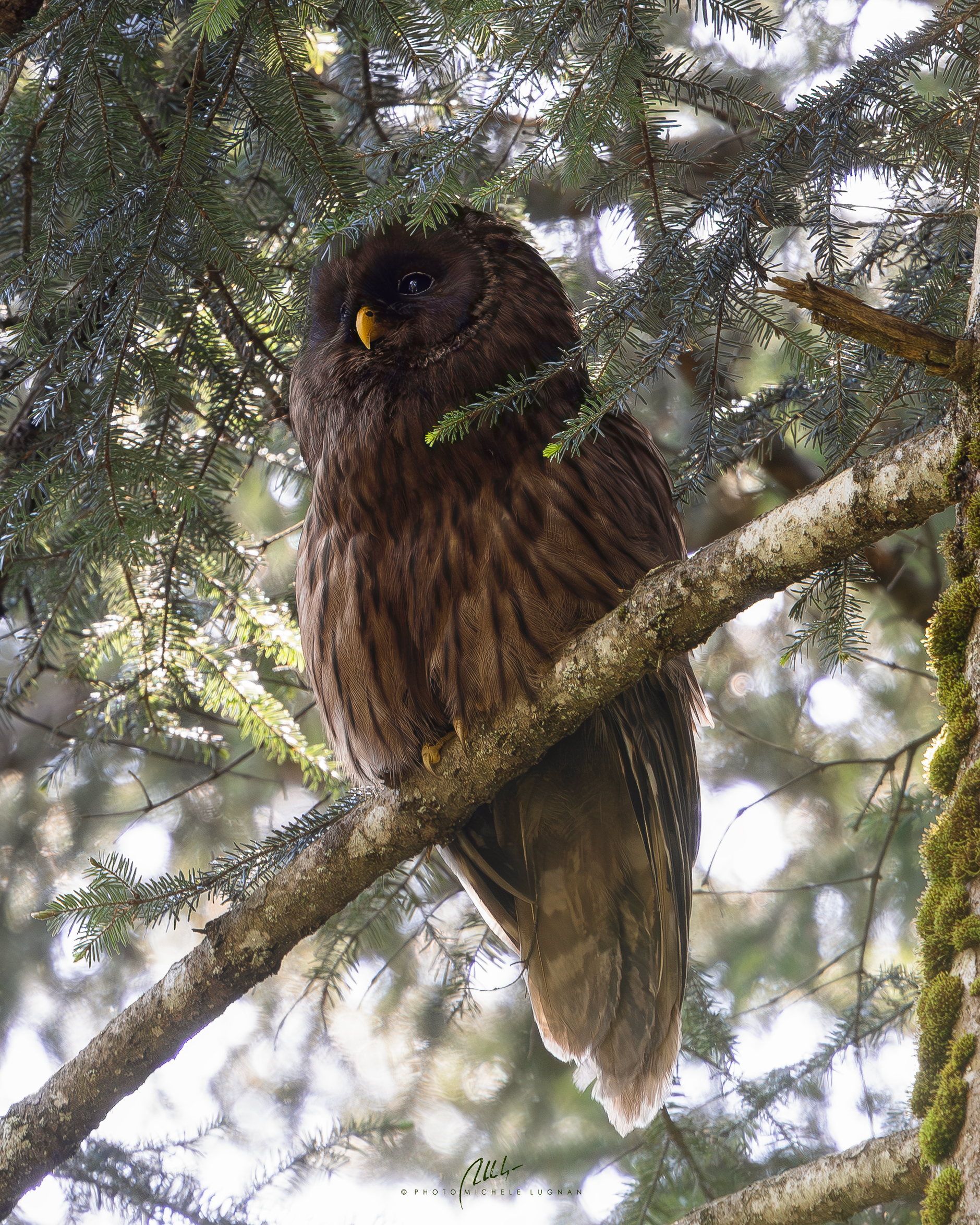 Strix uralensis (Allocco degli Urali), forma melanica