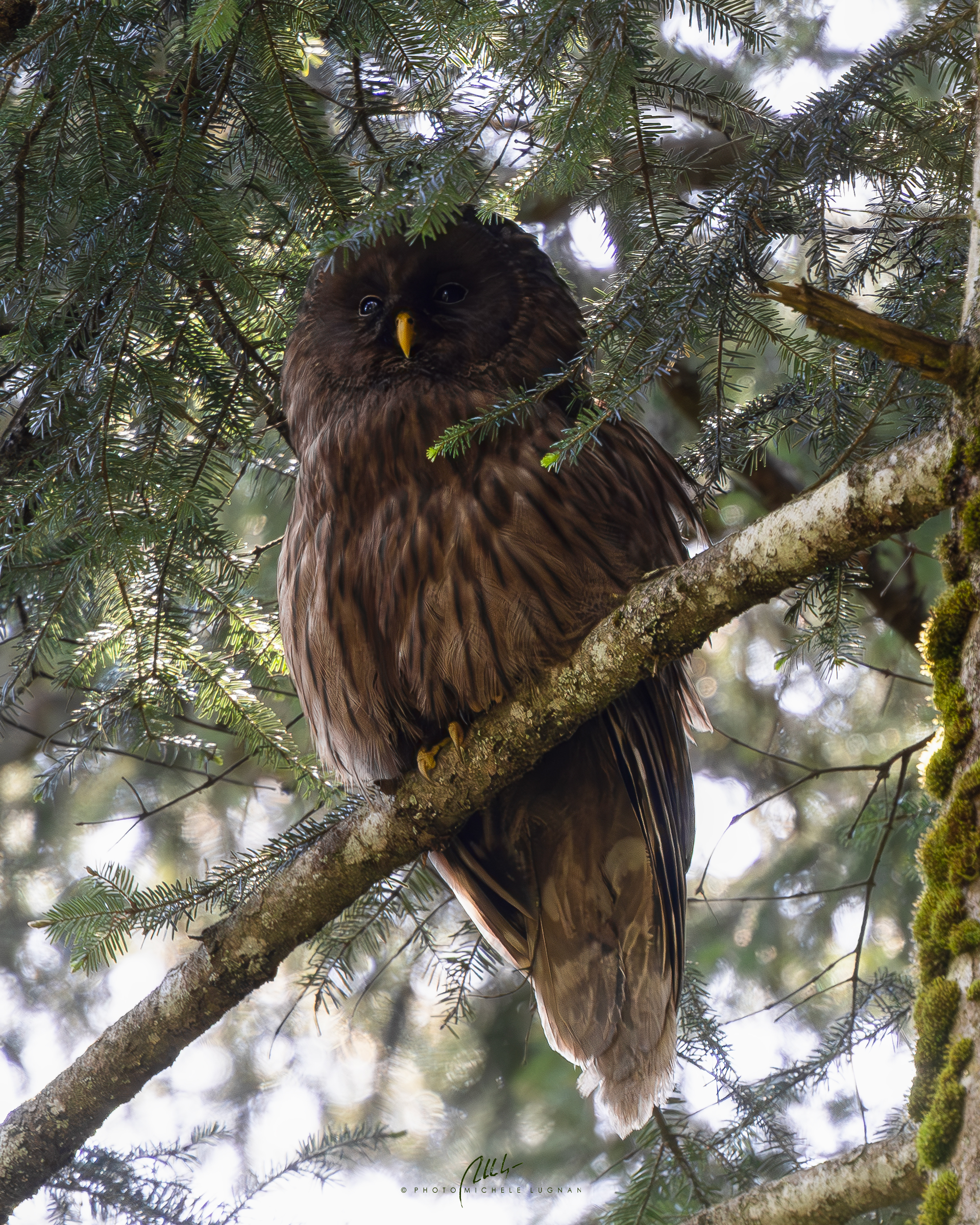 Strix uralensis (Allocco degli Urali), forma melanica