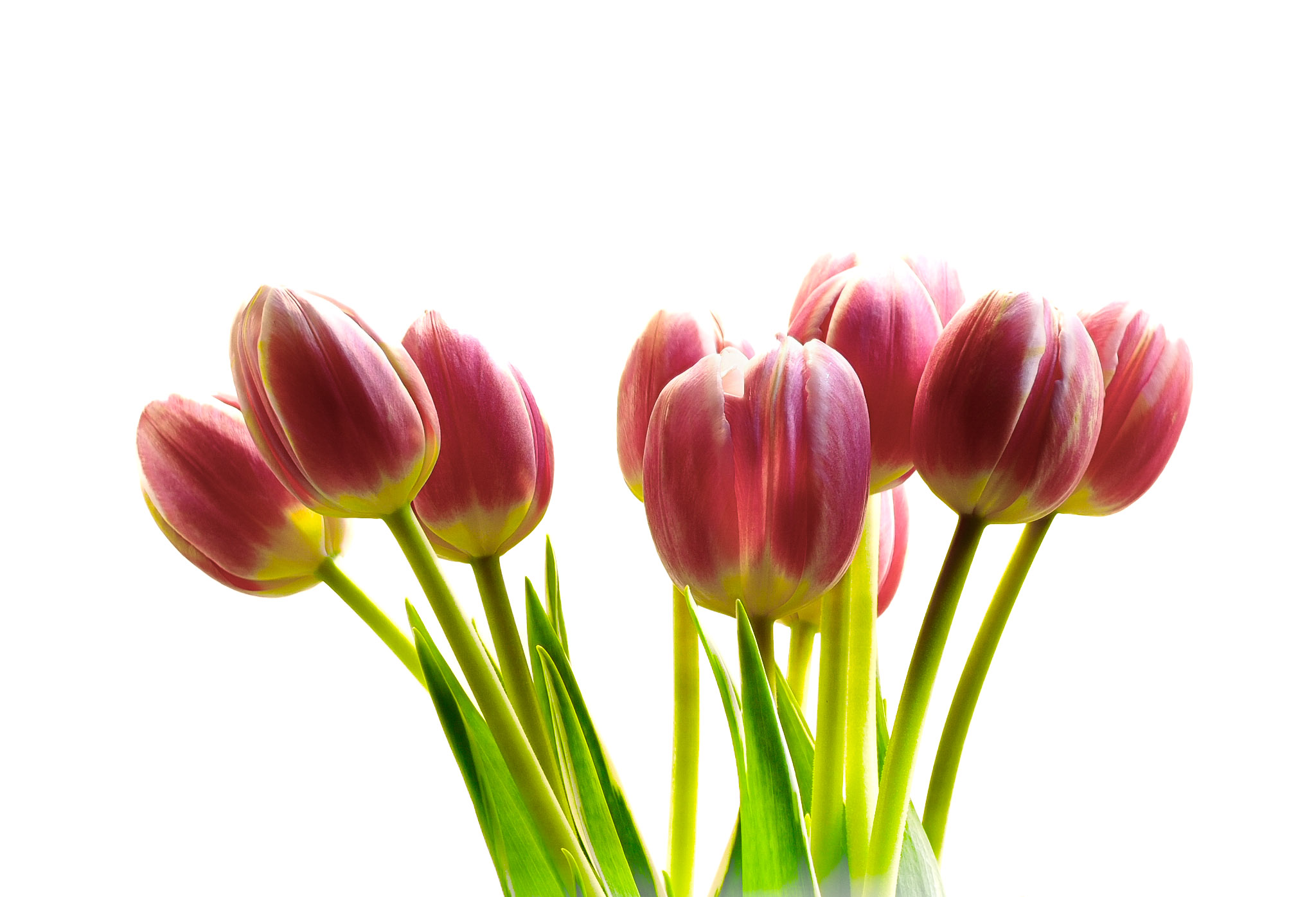 A SPRING BOUQUET