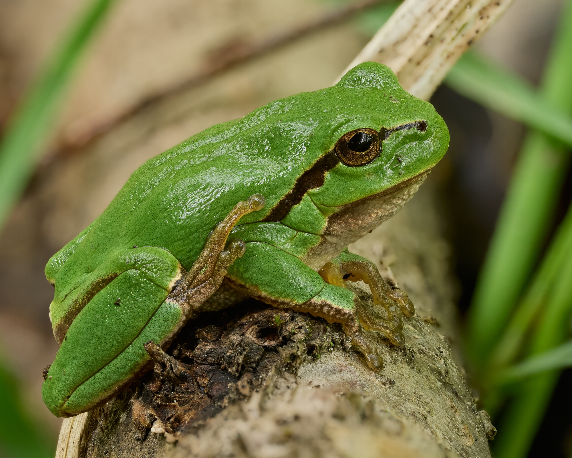 Hyla arborea