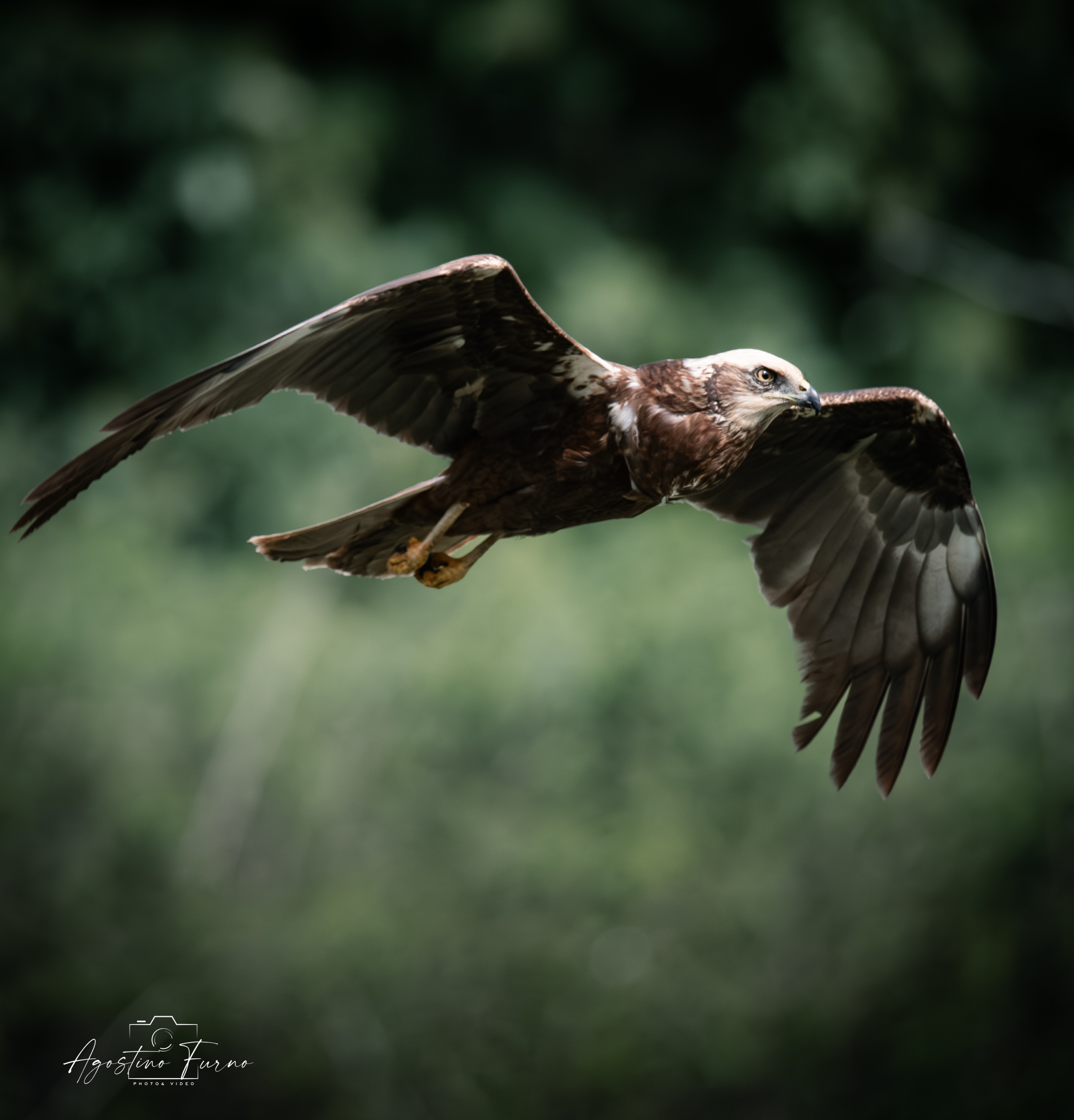 Marsh Harrier