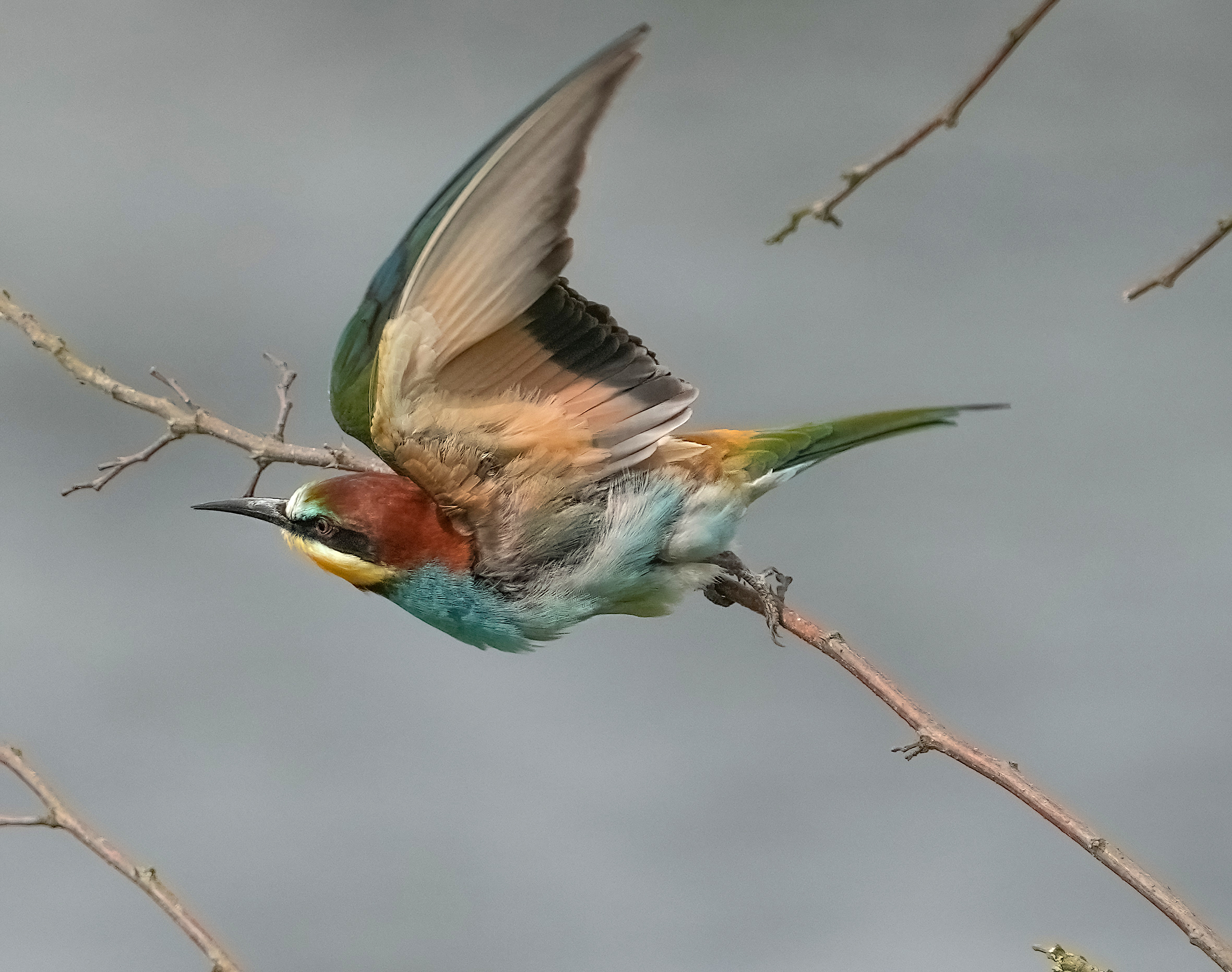 Bee-eater