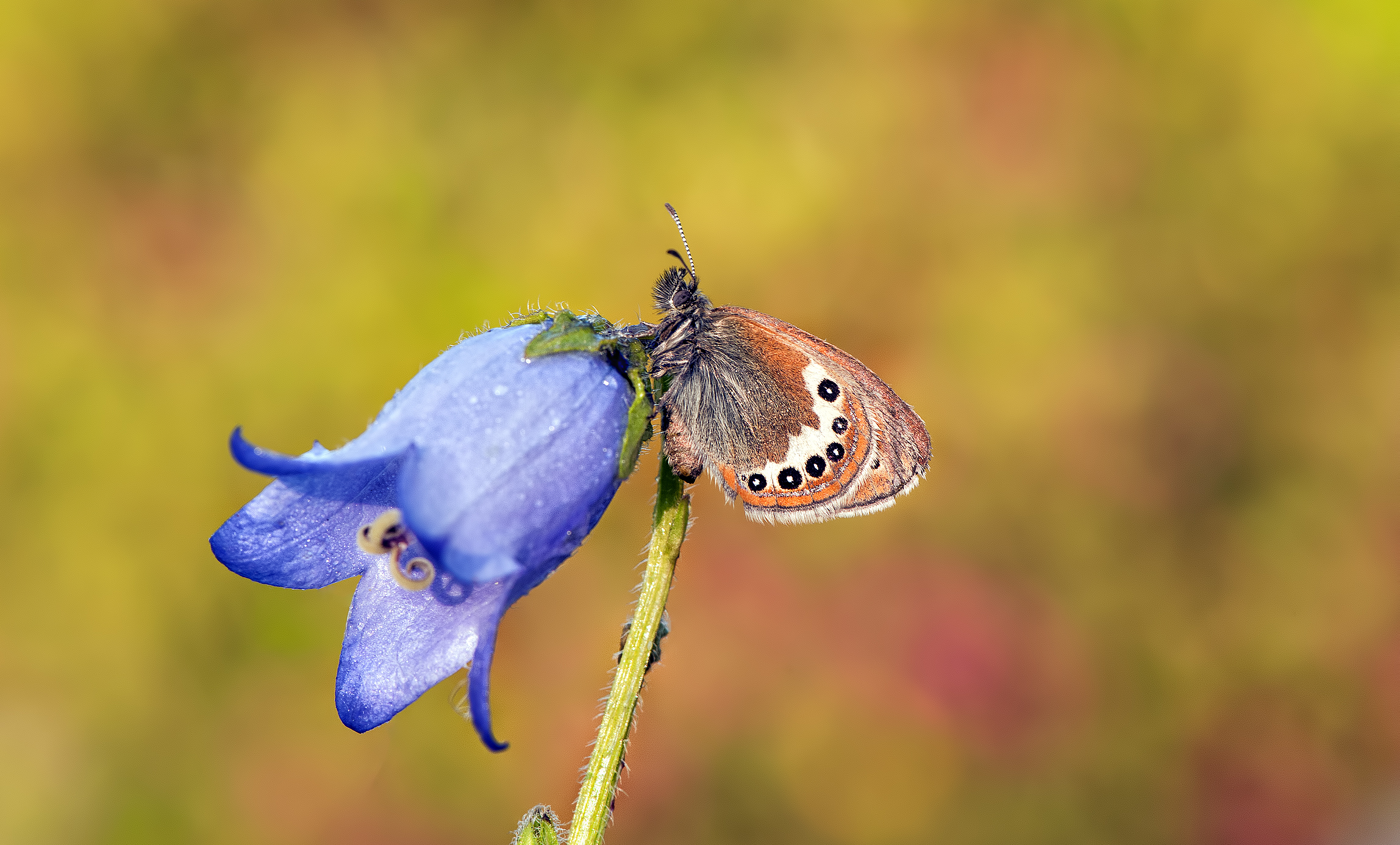 Coenonympha arcania