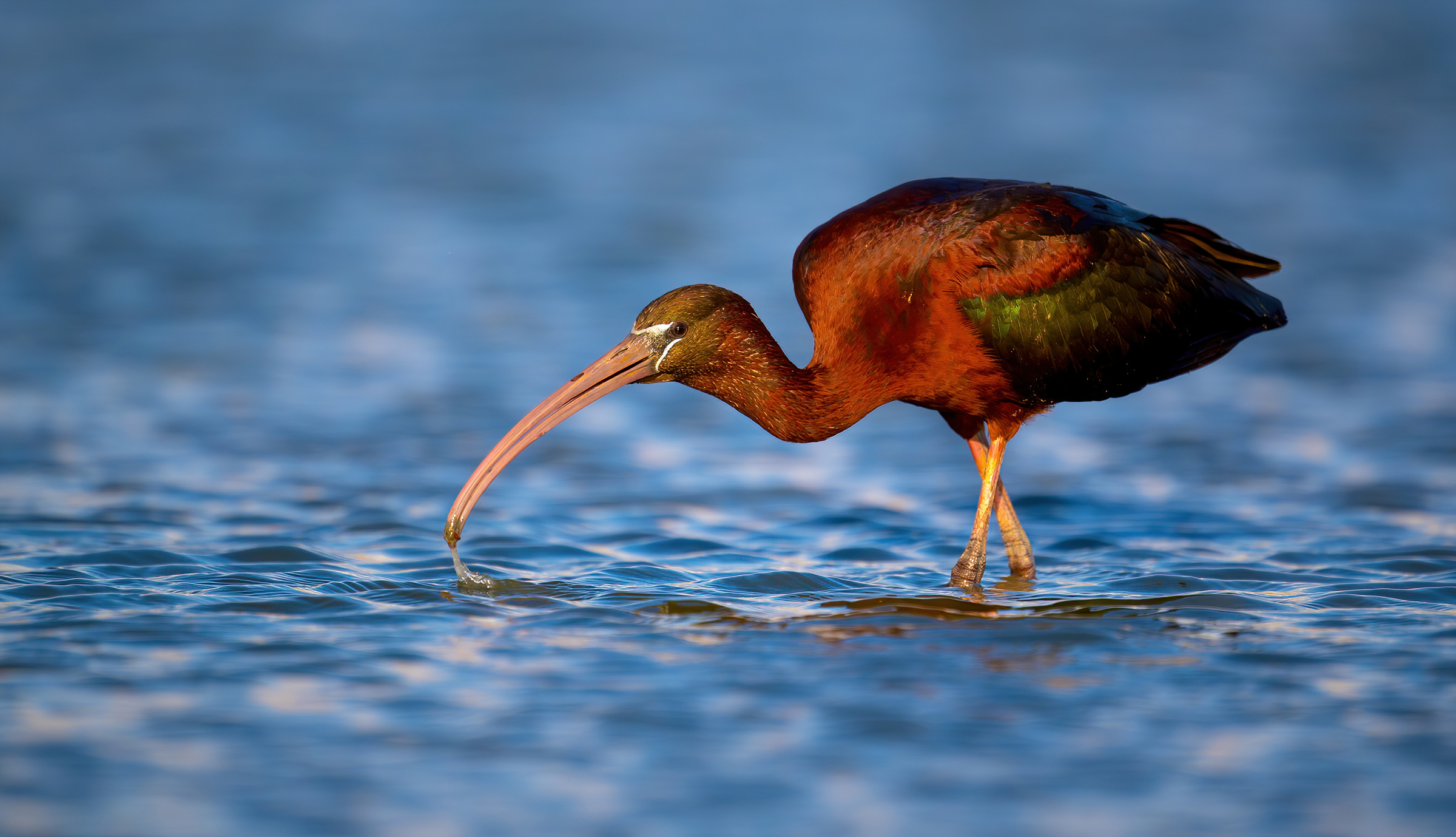 glossy ibis