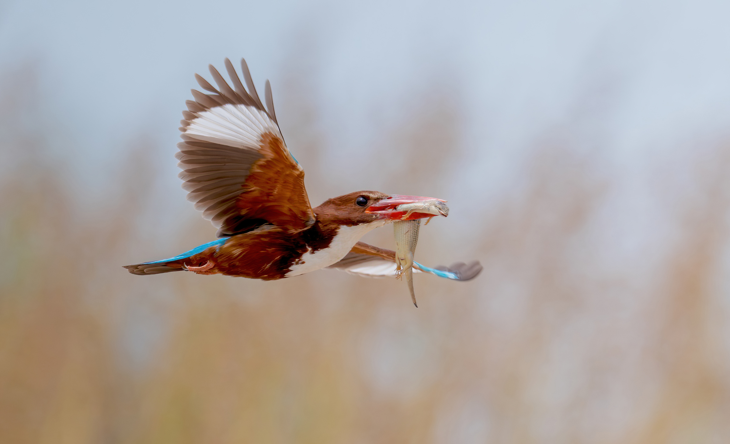 white-throated kingfisher