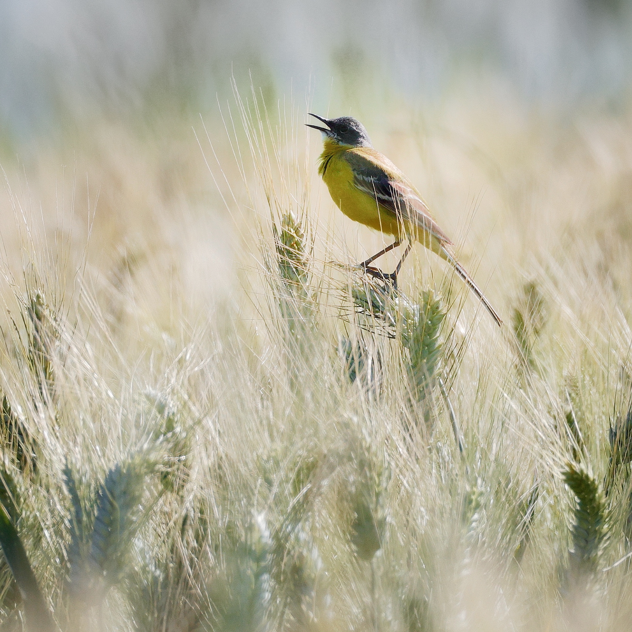 Wagtail