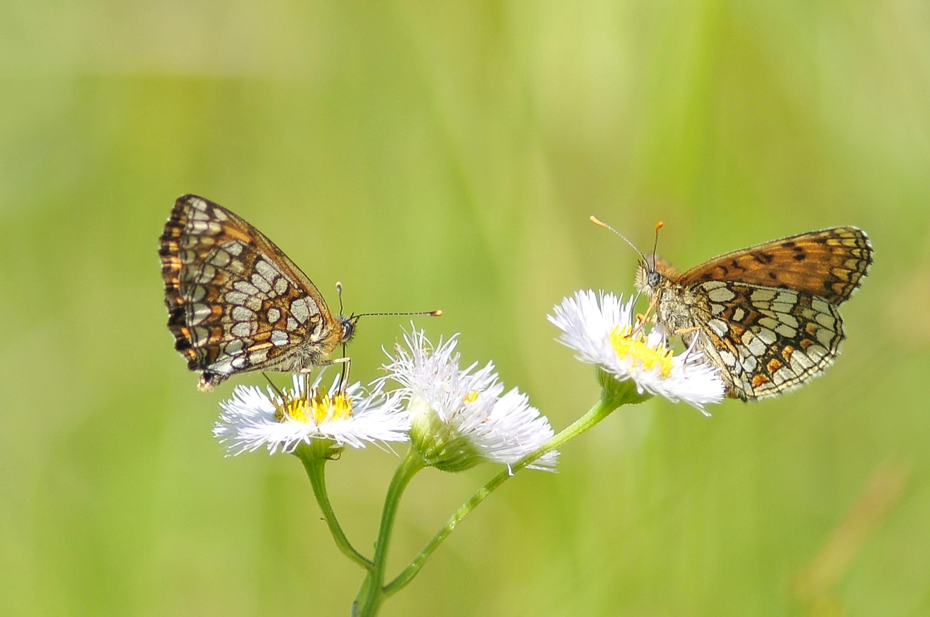 Melitaea athalia