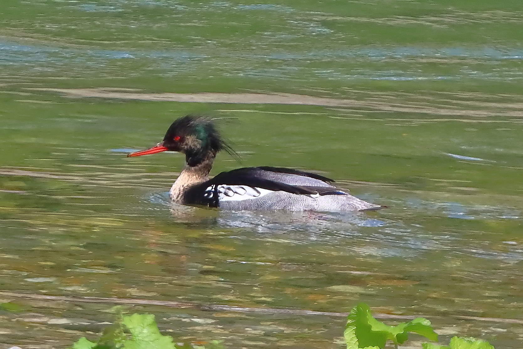 Merganser Min May 20, 2026