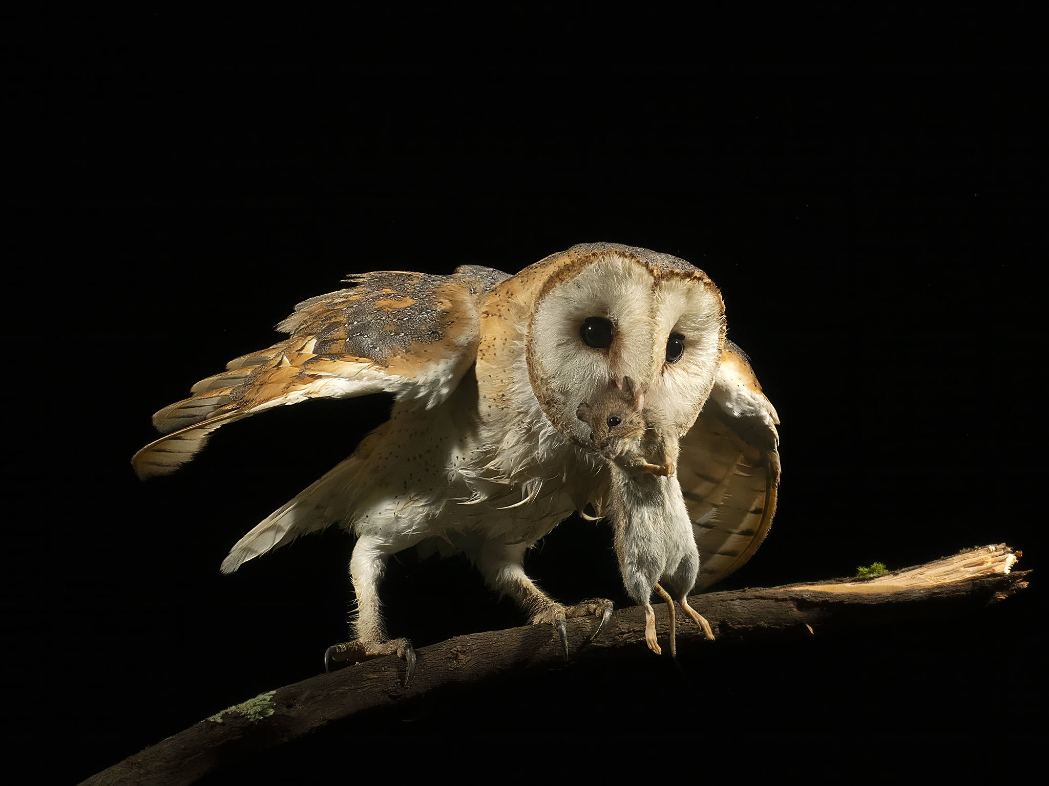 Barn owl (Tyto alba) with prey