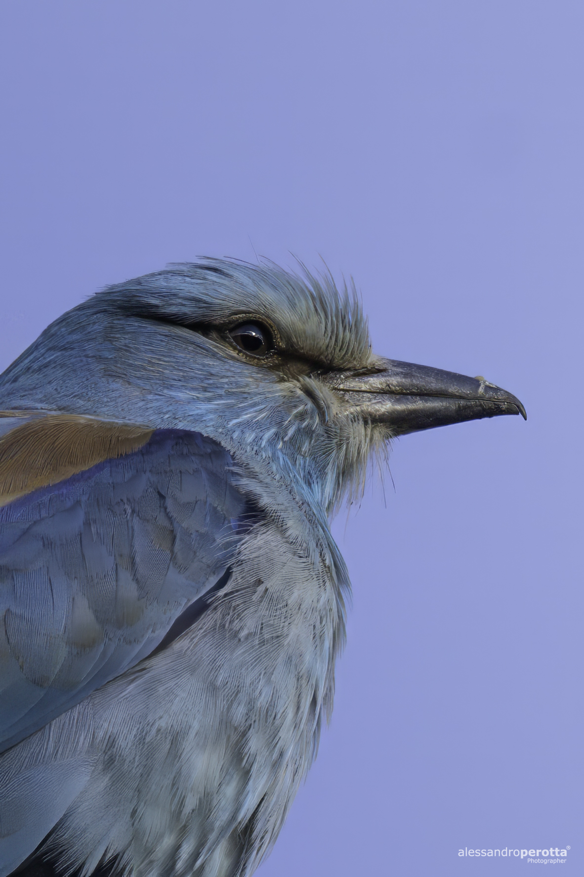 Coracias garrulus
