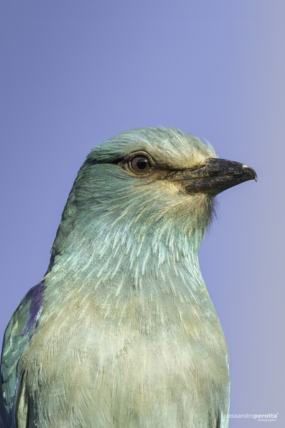 Coracias garrulus