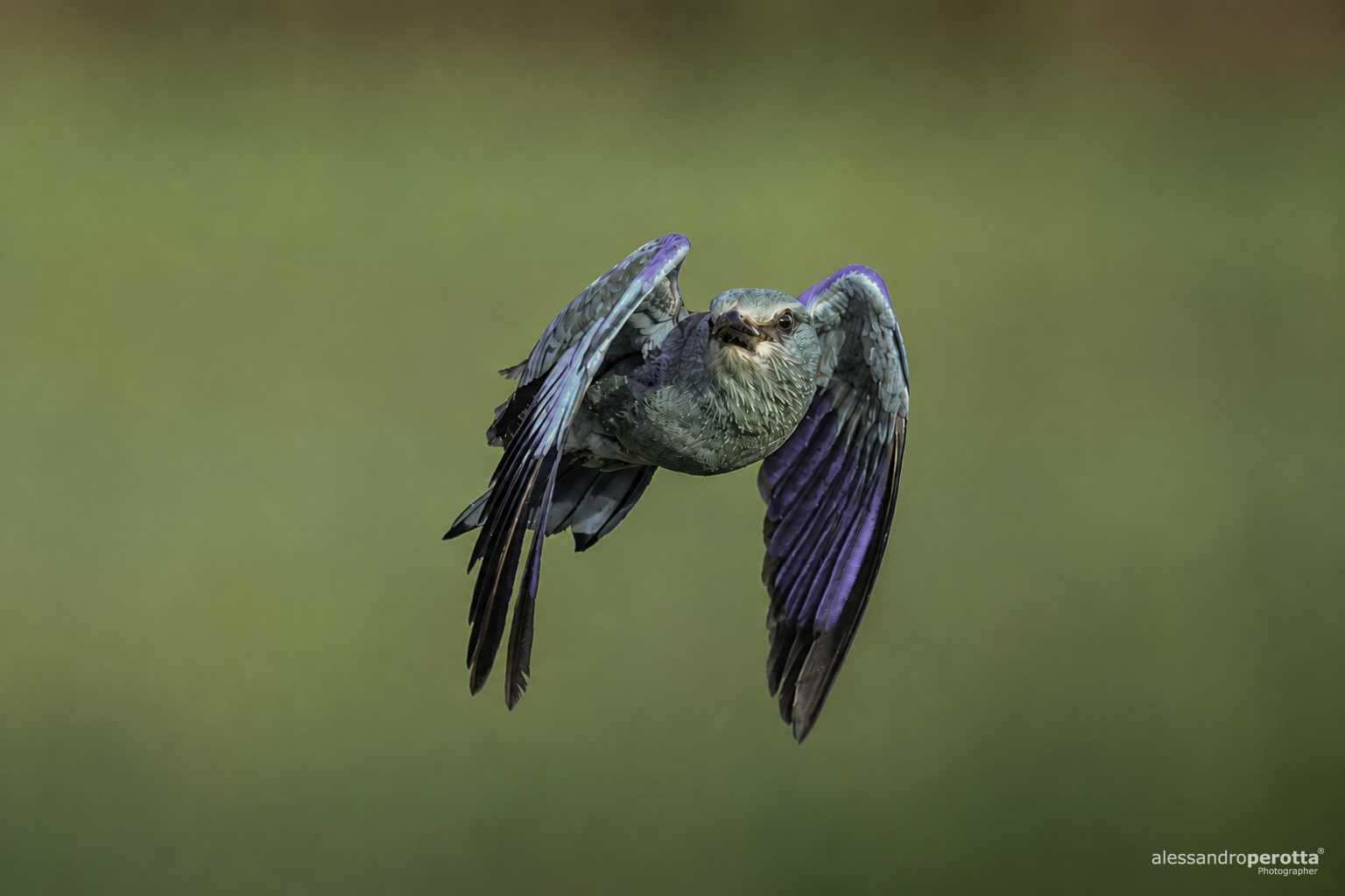 Coracias garrulus