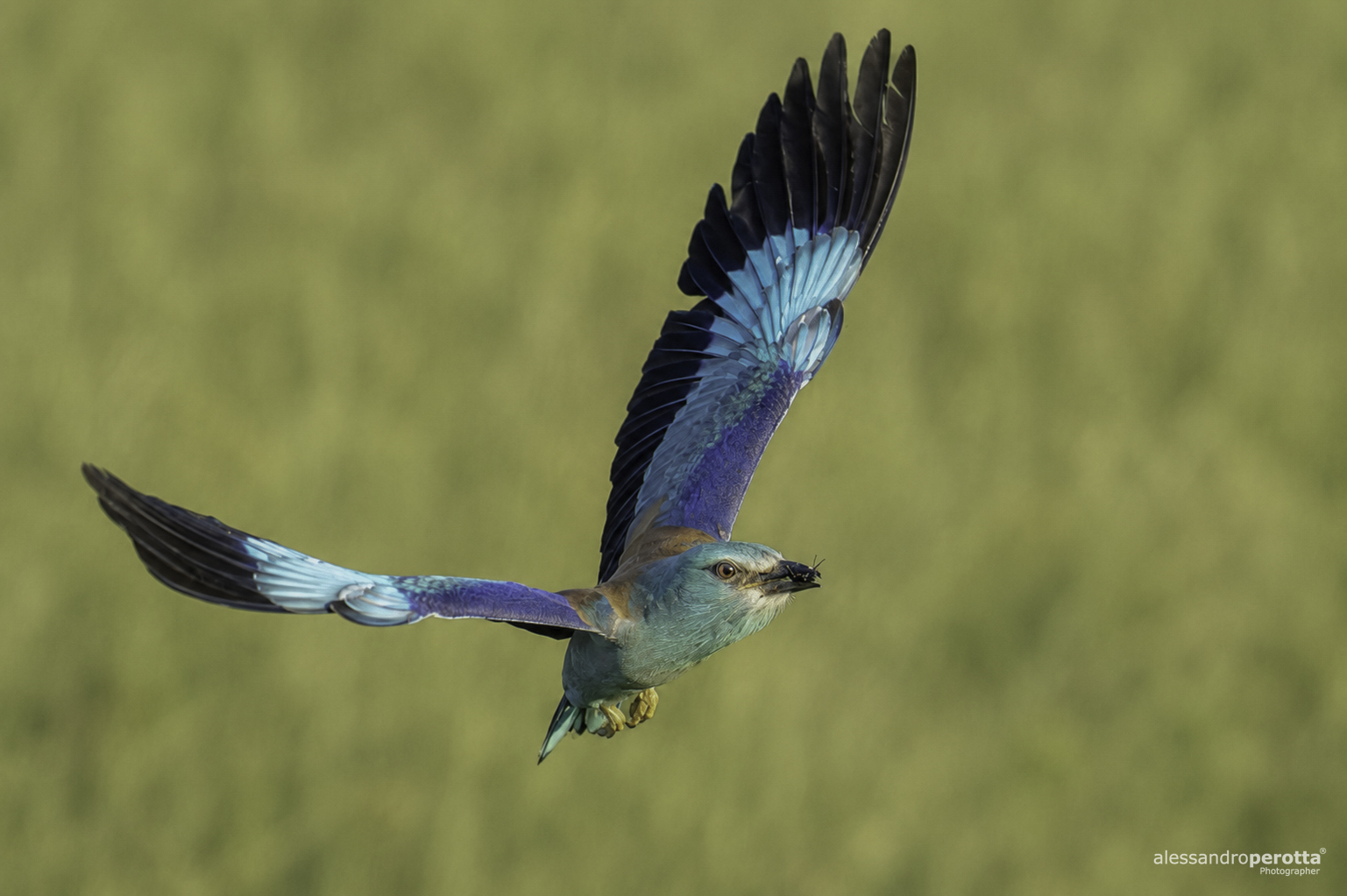 Coracias garrulus