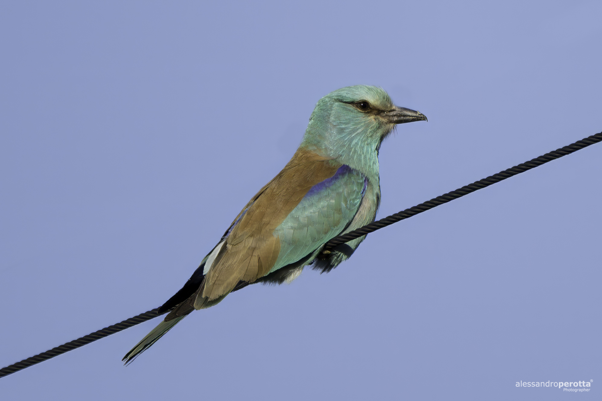 Coracias garrulus