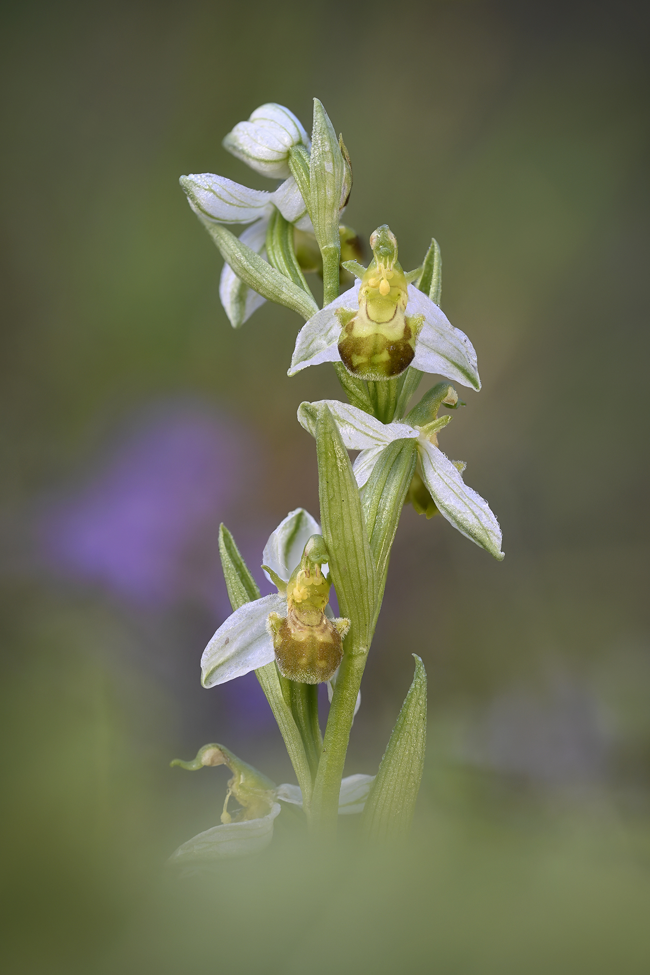 Ophrys apifera var. flavescens