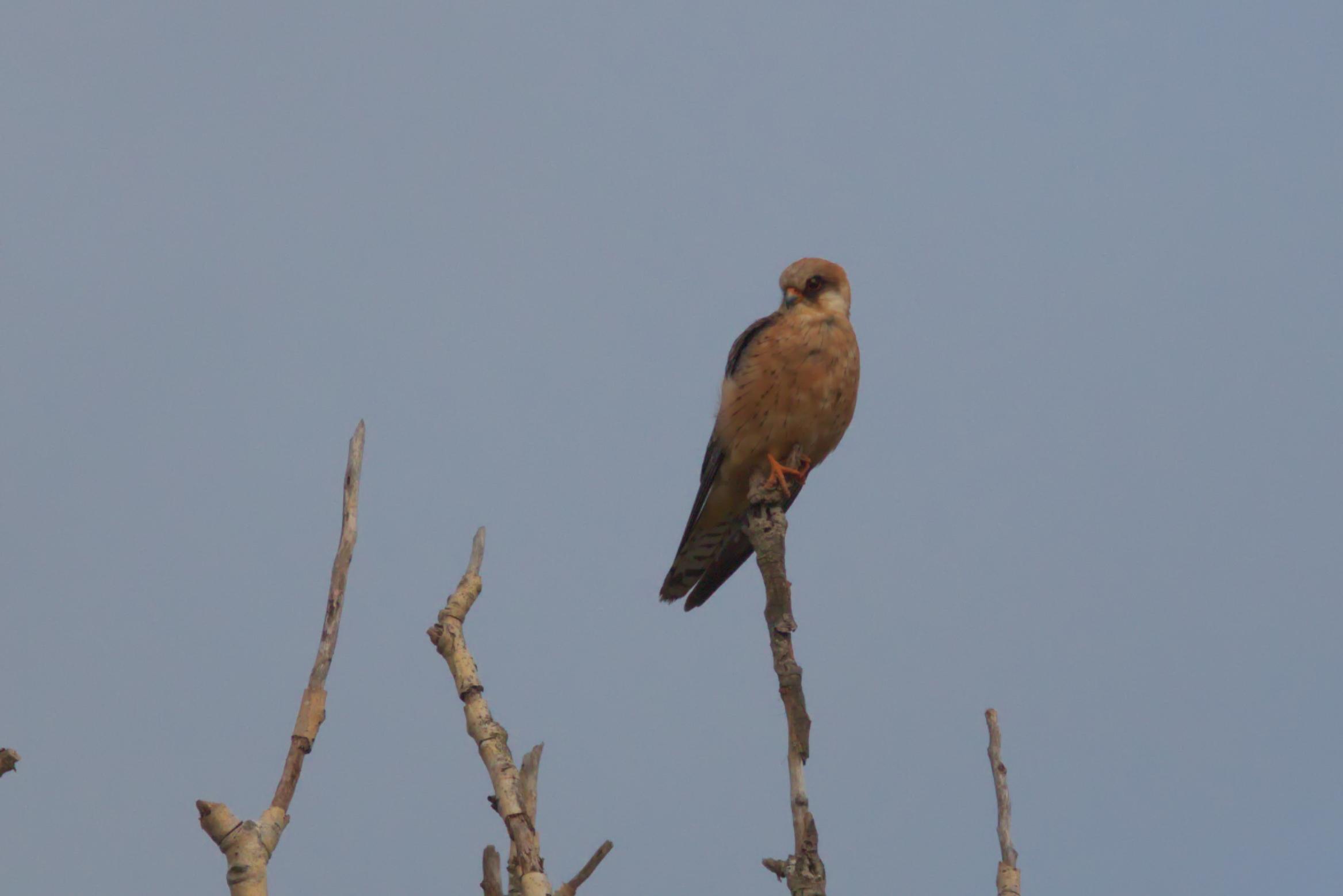Kestrel