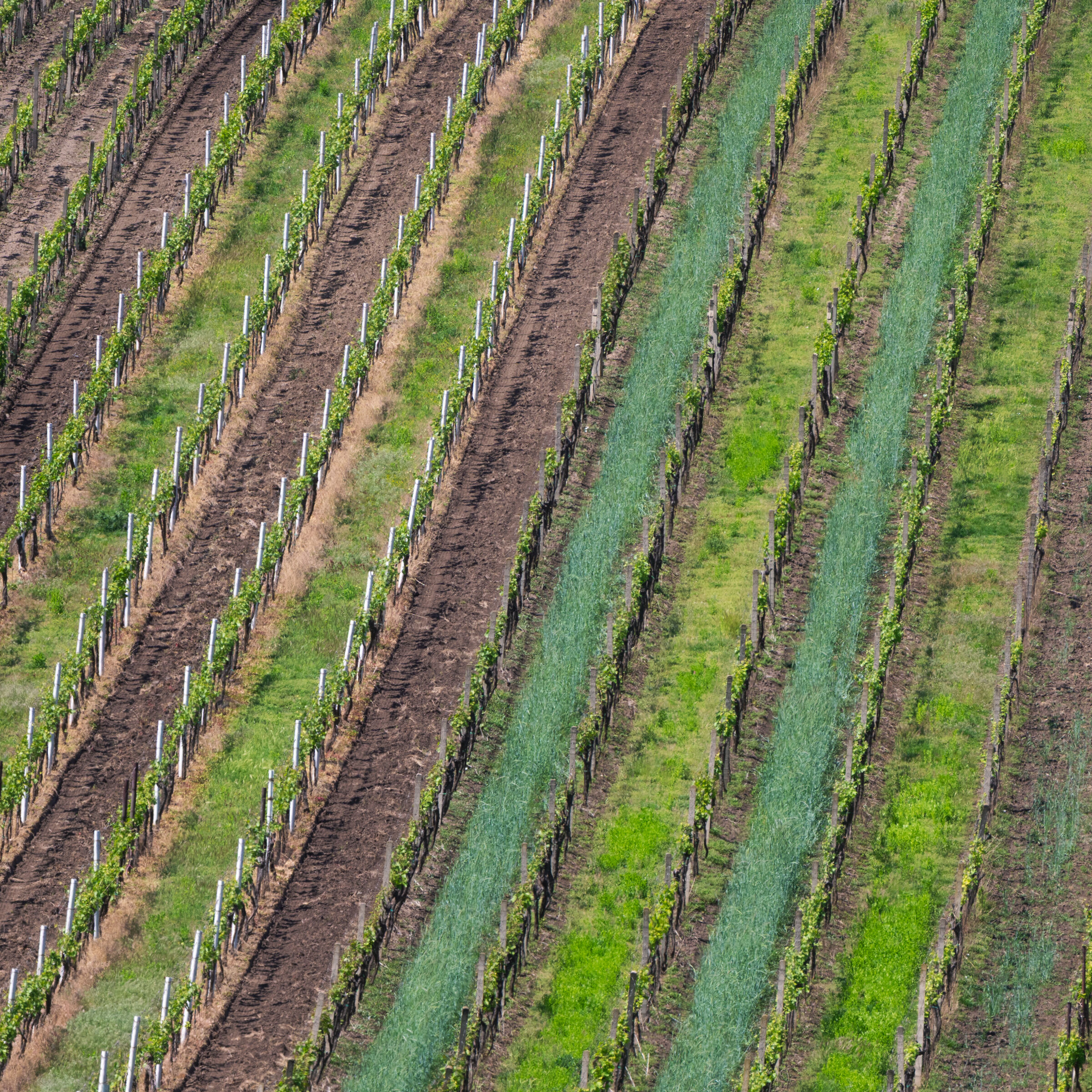 Vigneti