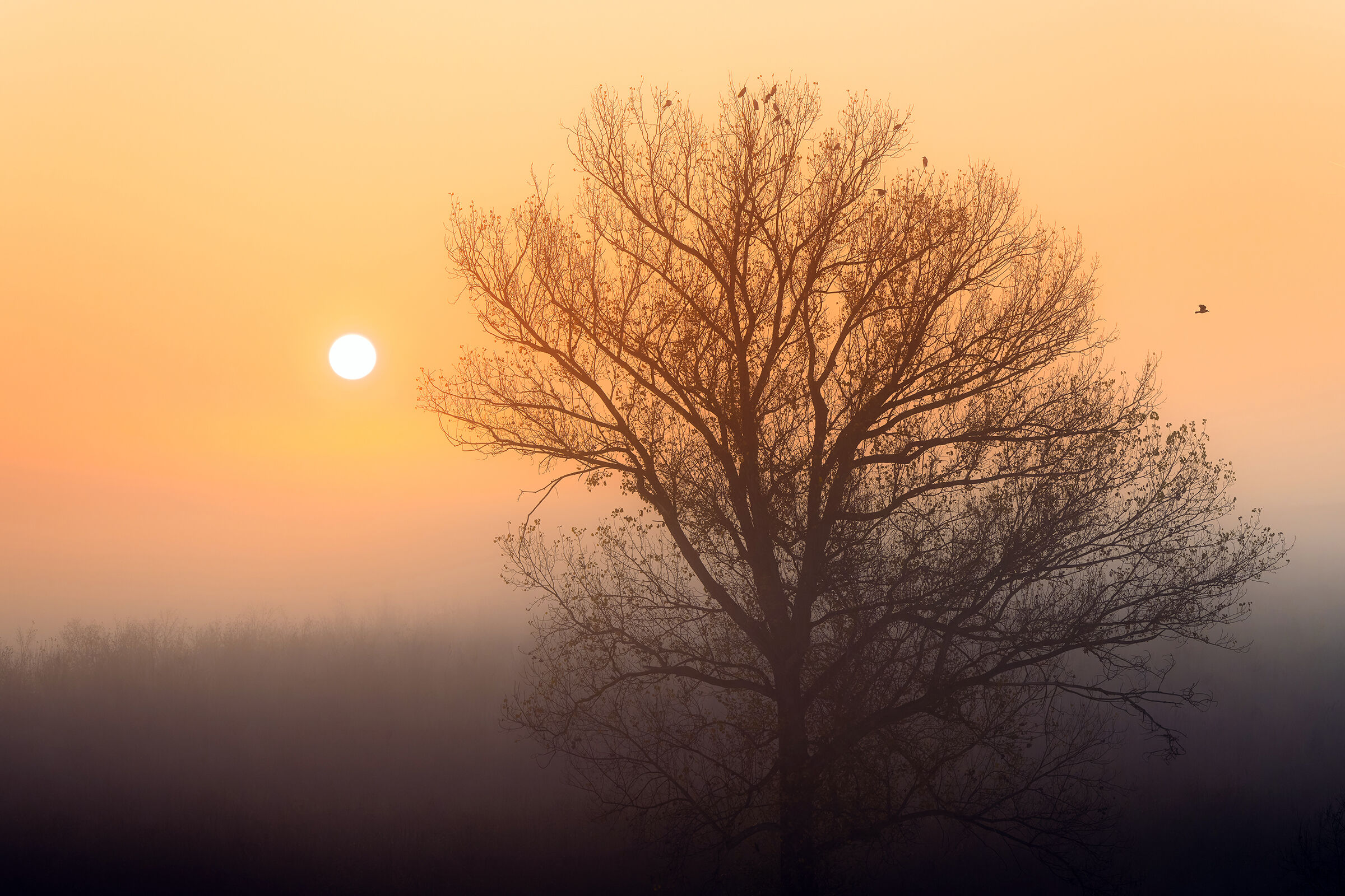 Alba autunnale II