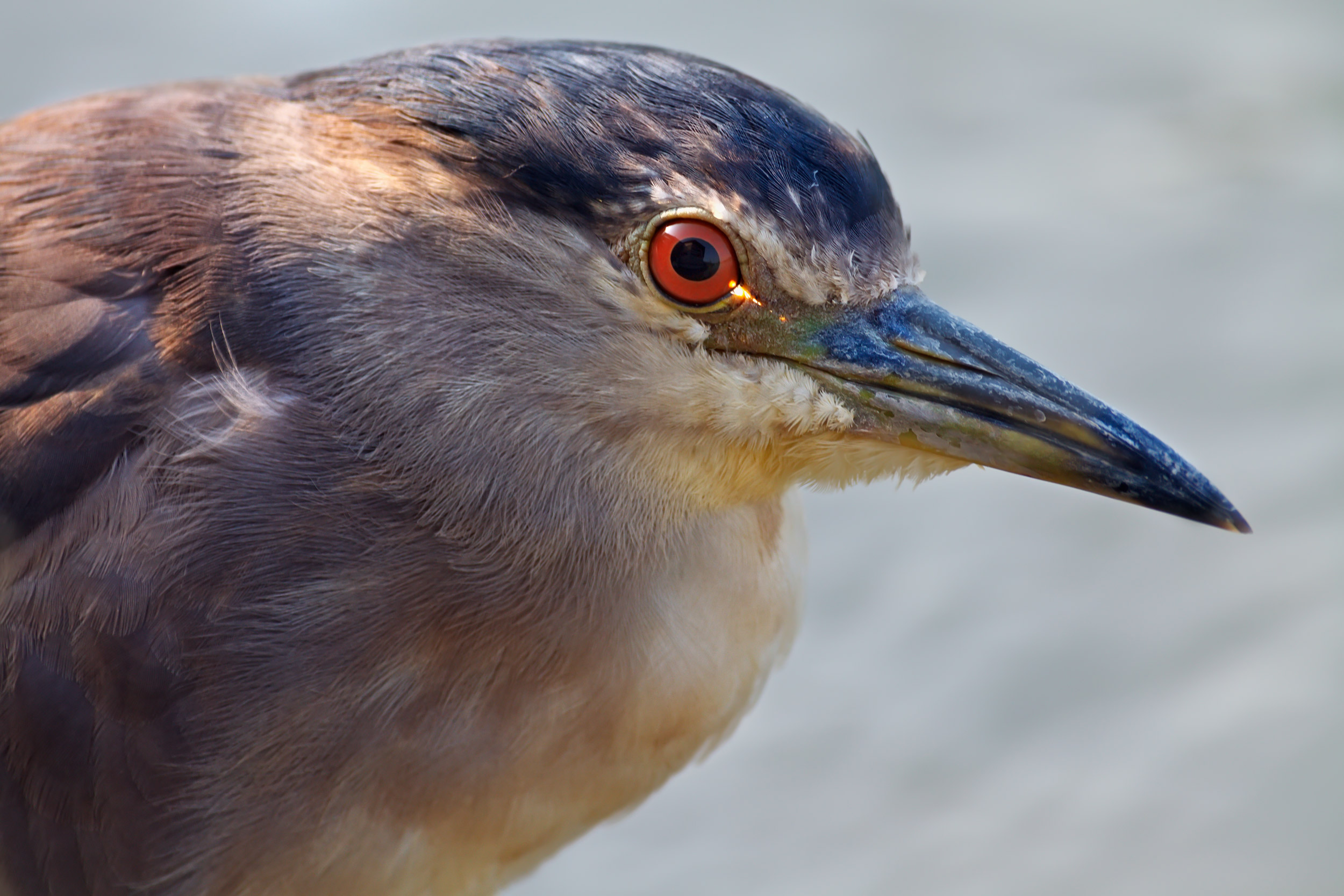 Nitticora (sono troppo vicino?