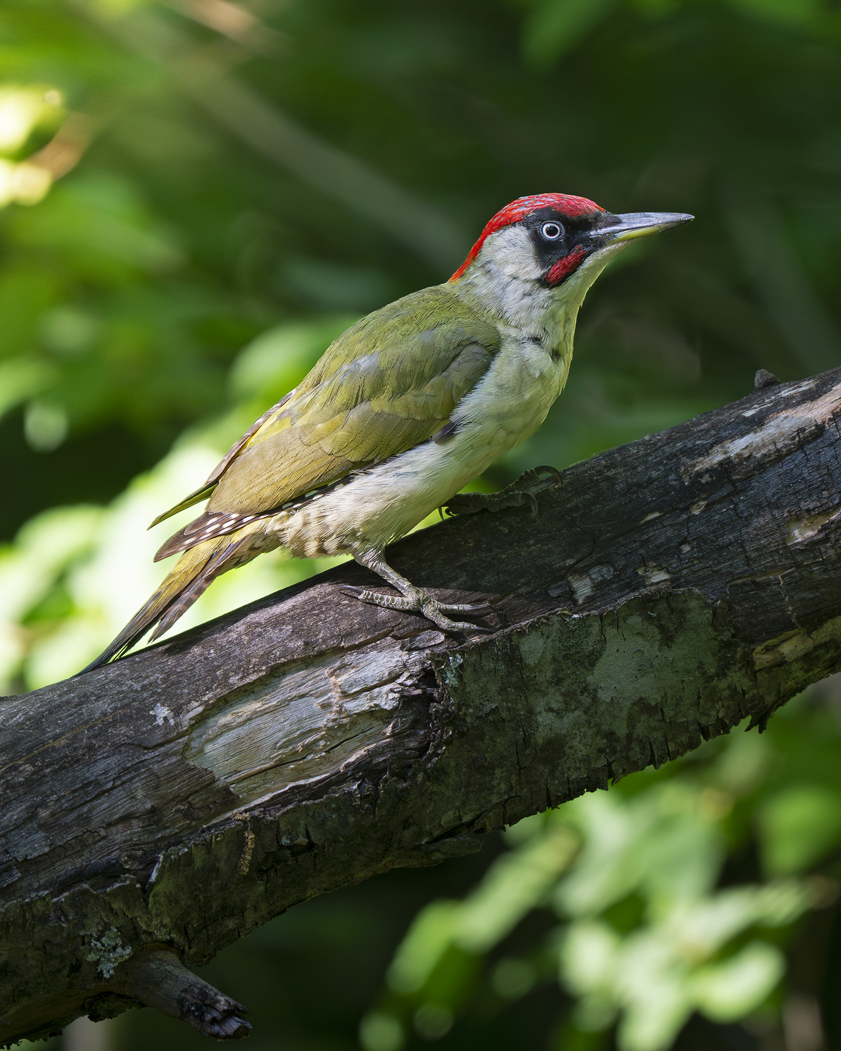 Picchio Verde