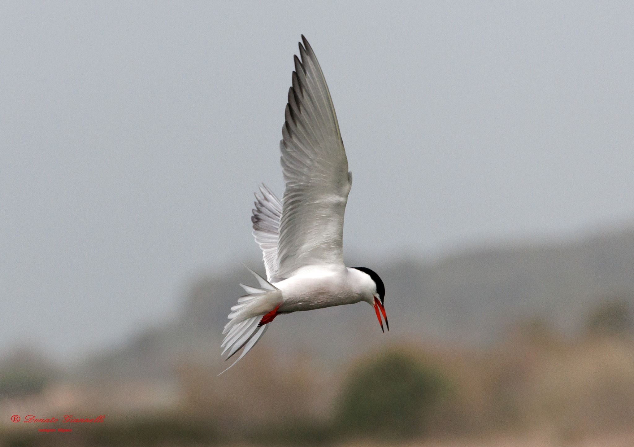 Tern