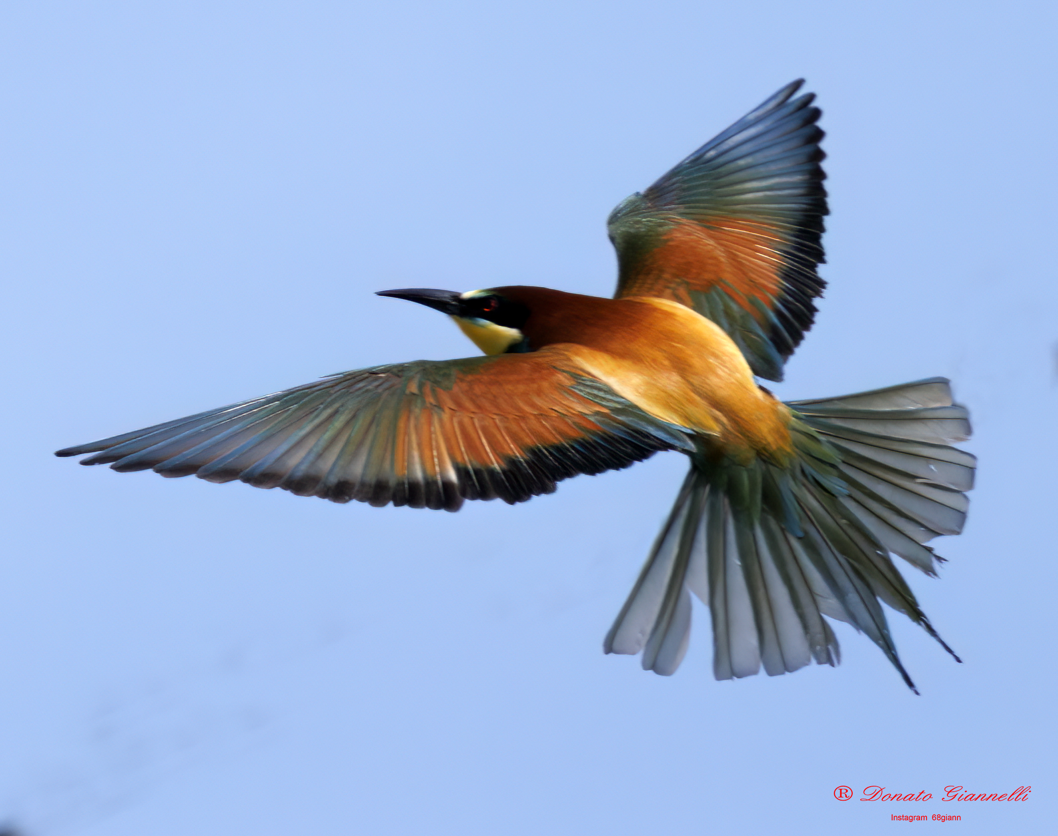 Bee-eater