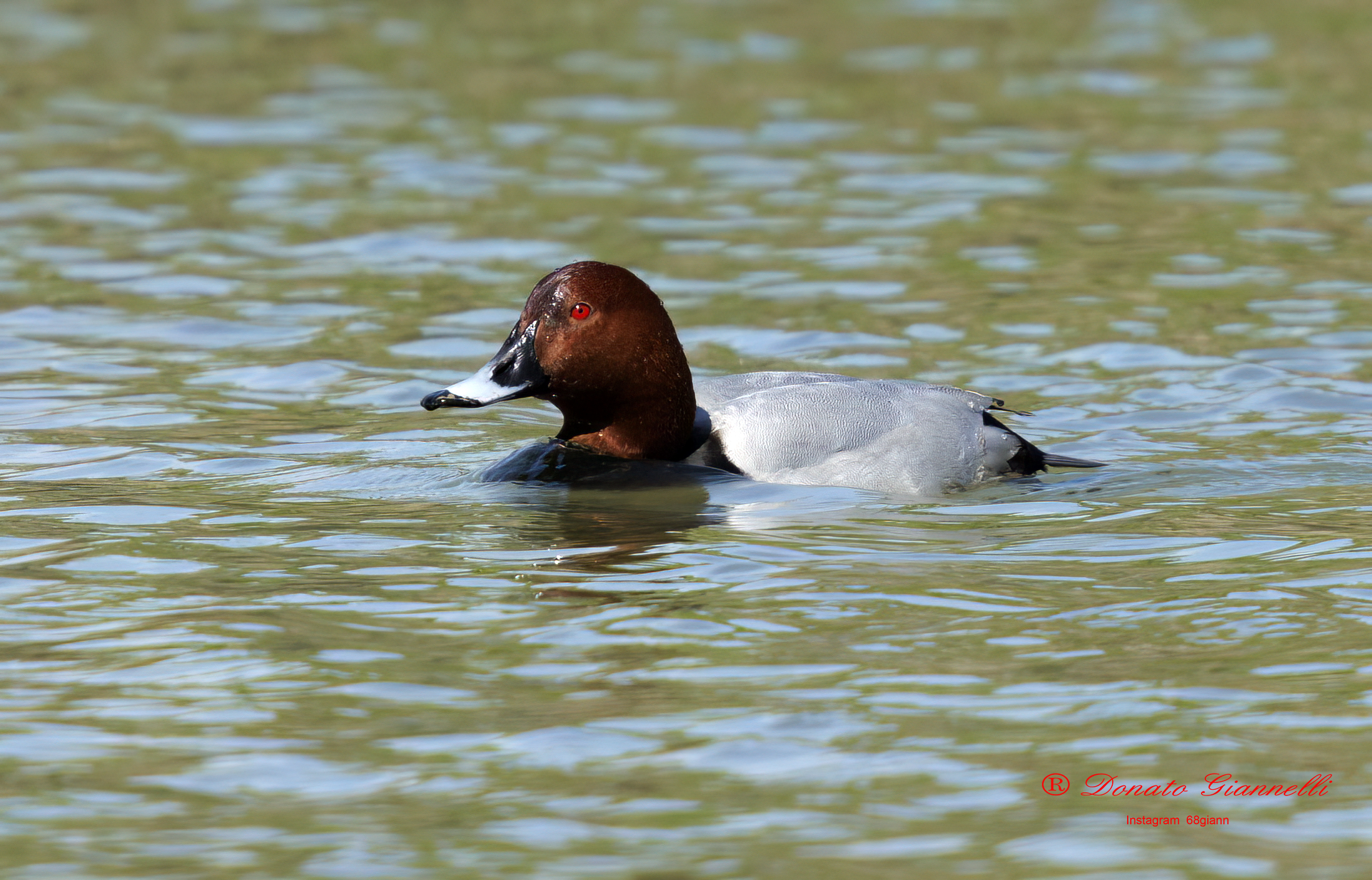 Pochard