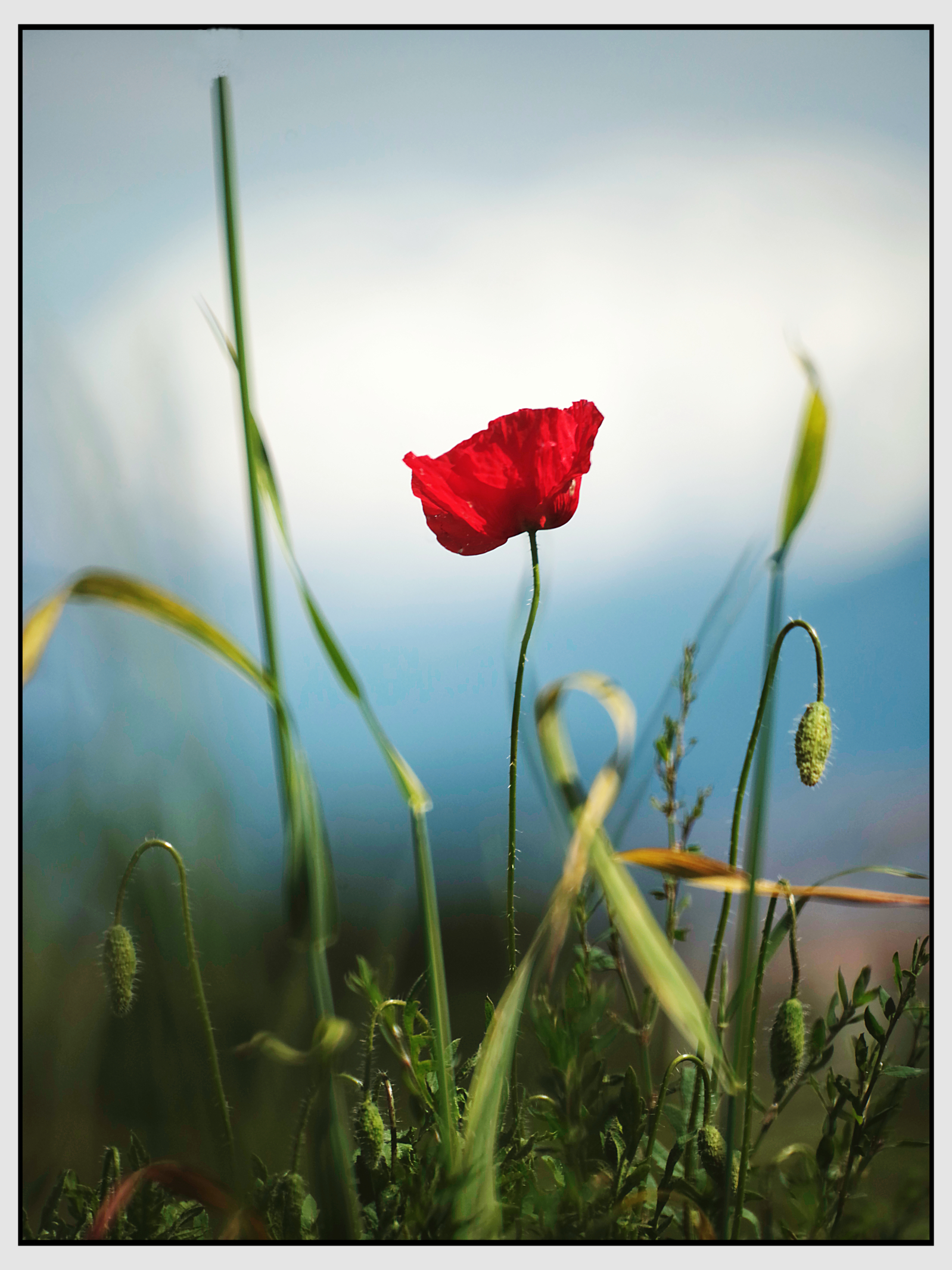 Poppy red.