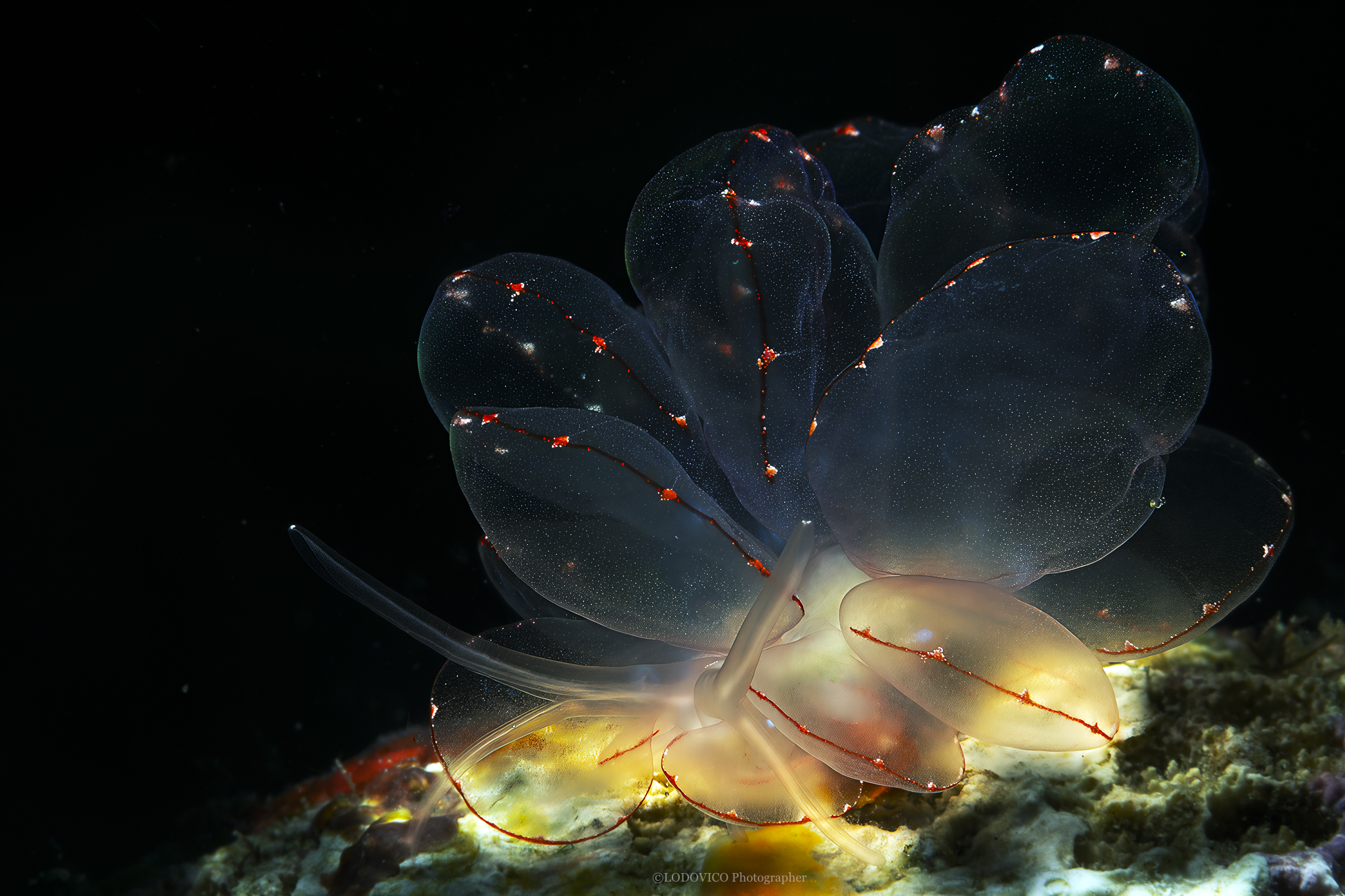 Cyerce Elegans-Anilao-Filippine