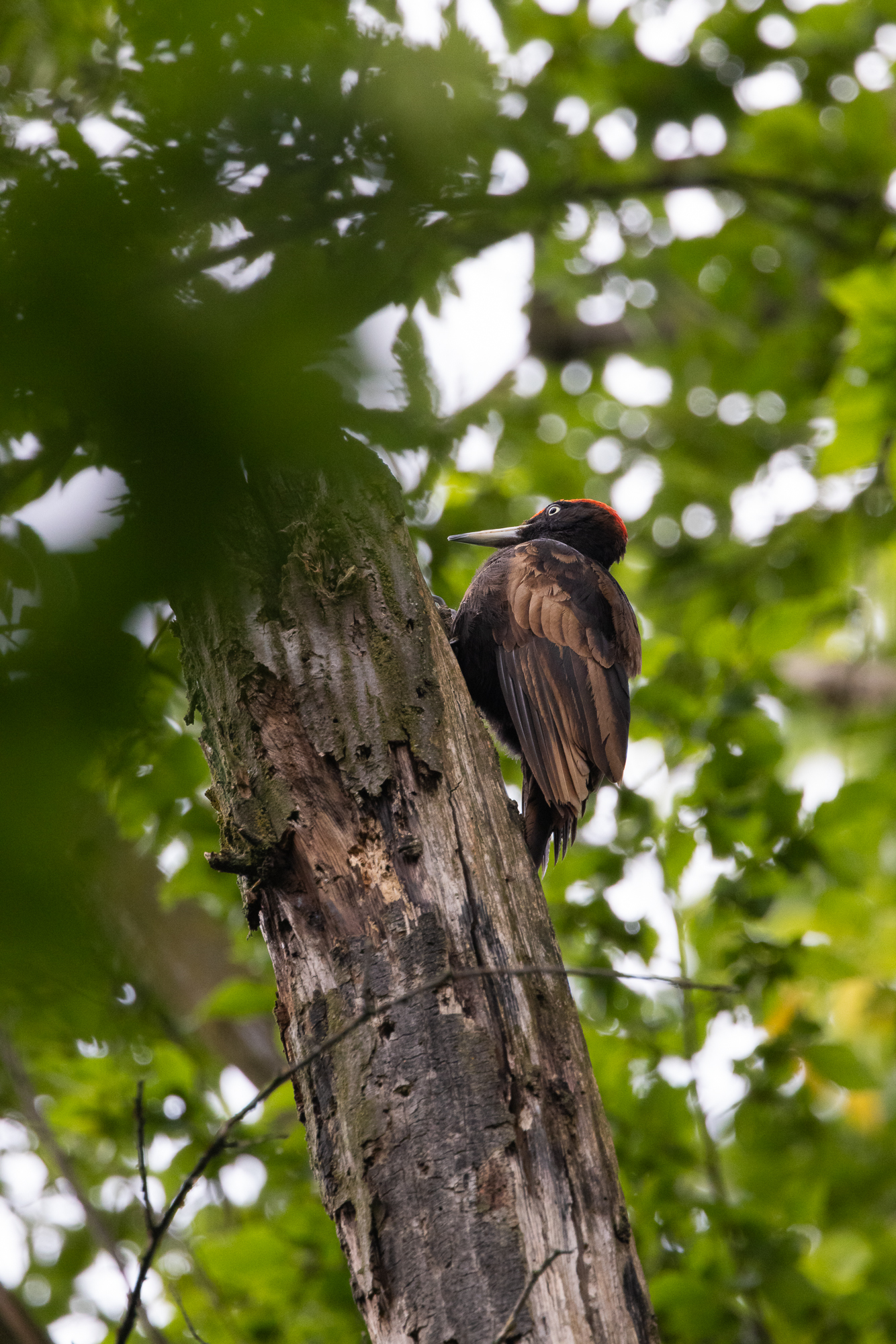 The guardian of the forest
