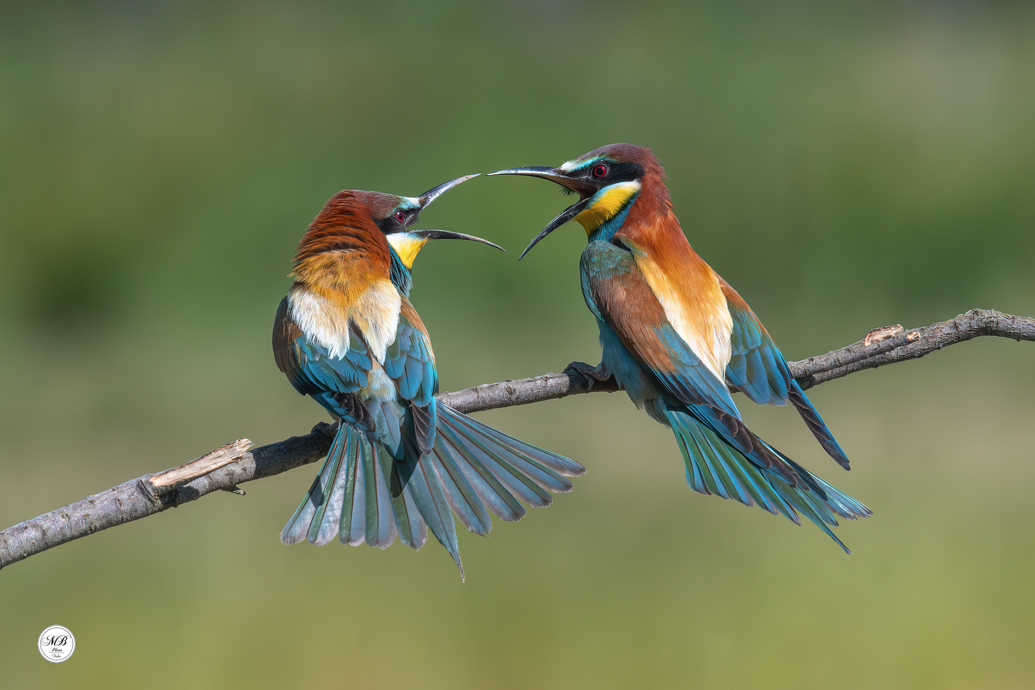 Quarrel between bee-eaters