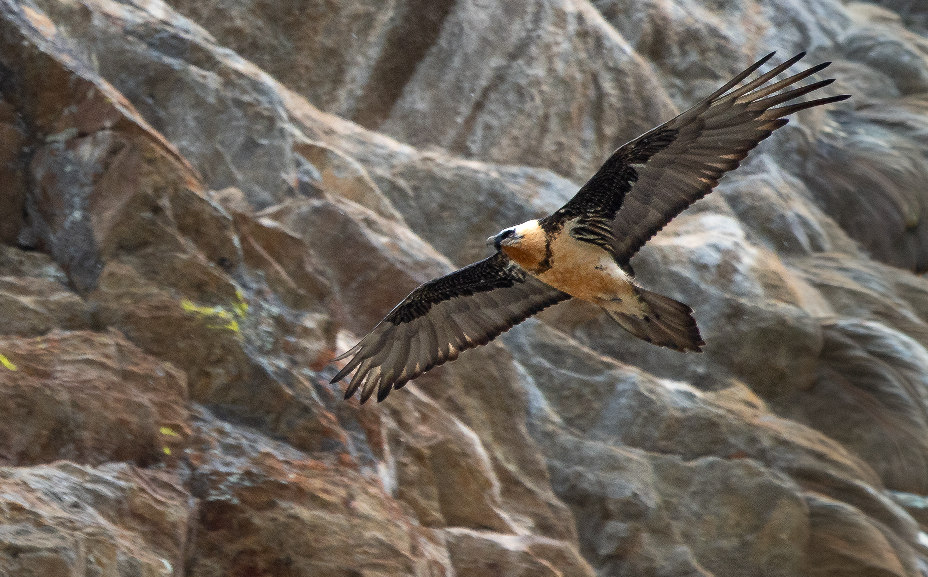 Finally the Bearded Vulture (Gypaetus barbatus)