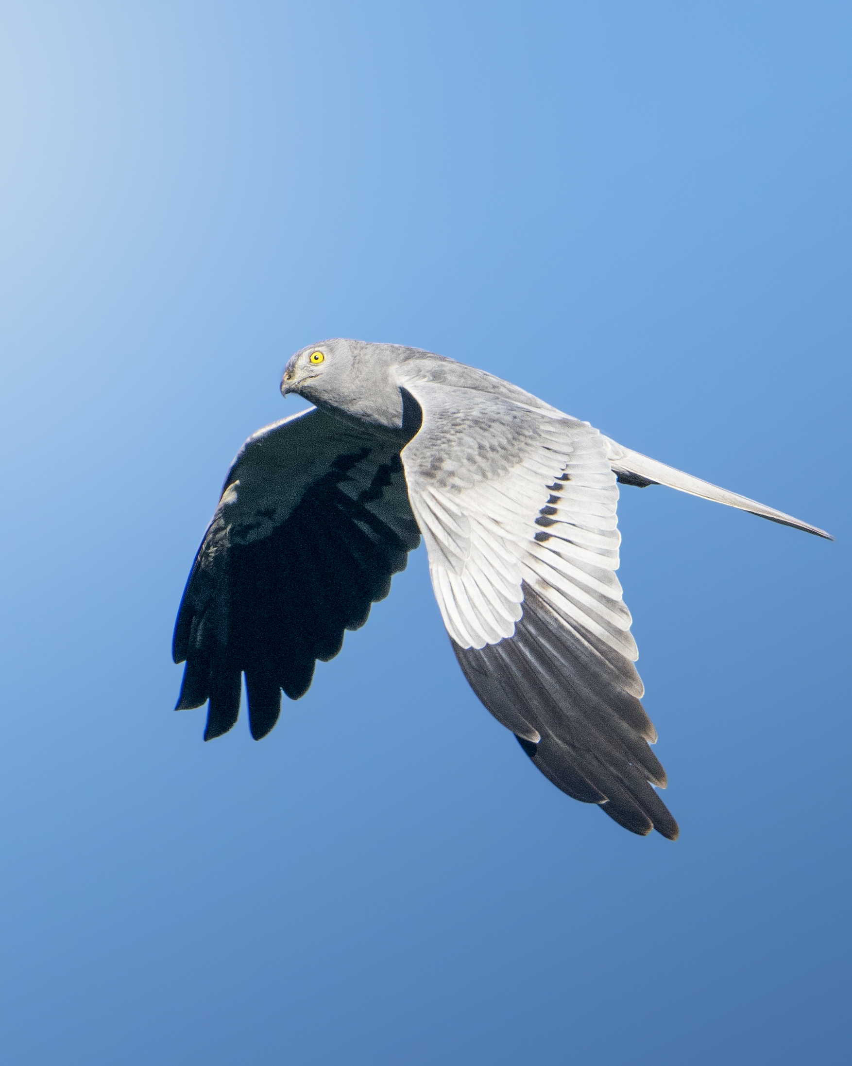 Hen Harrier 2