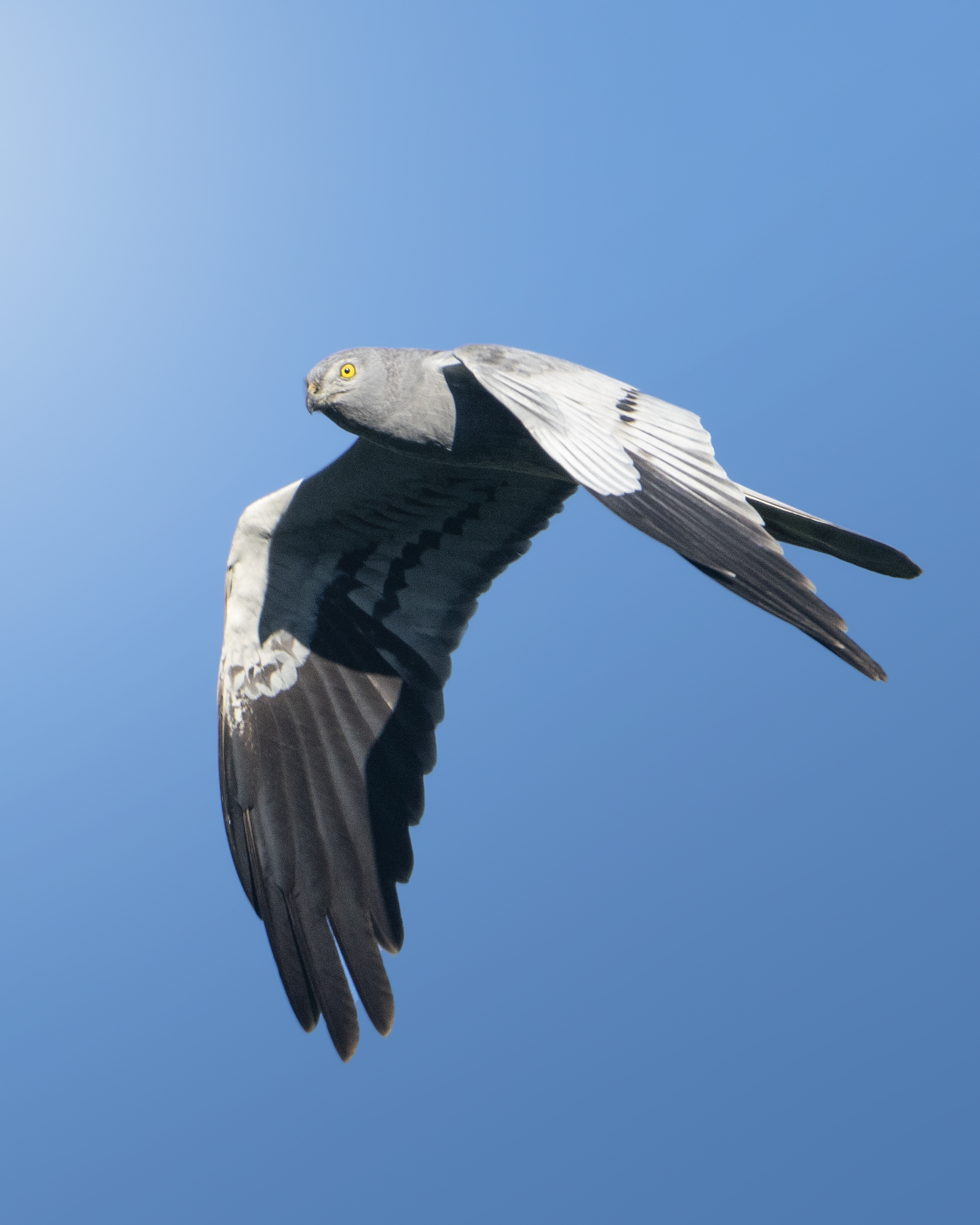 Hen Harrier 3