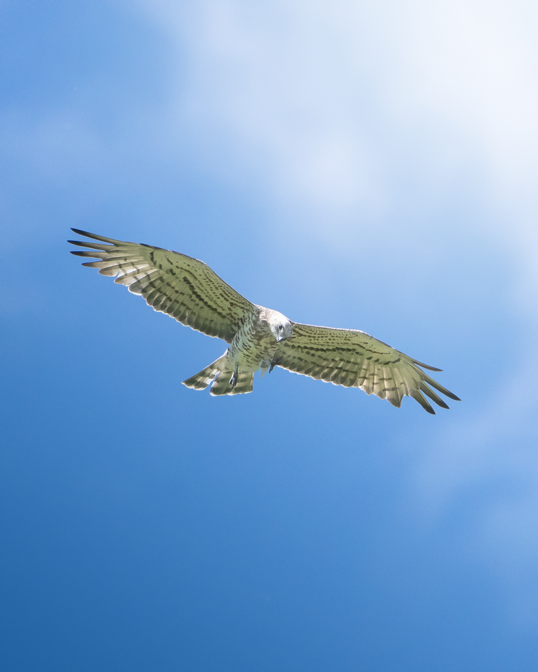 short-toed eagle