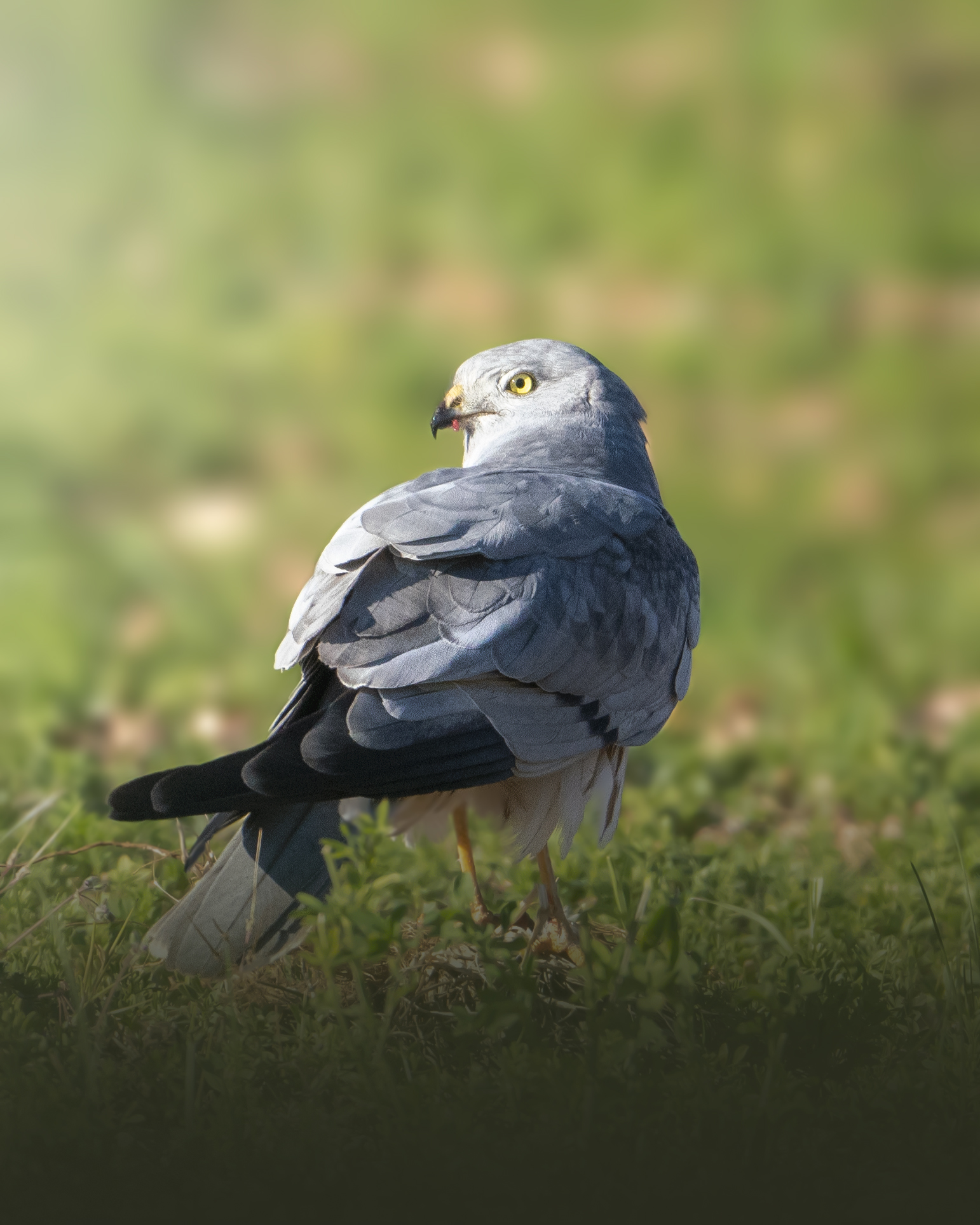 Hen Harrier 4