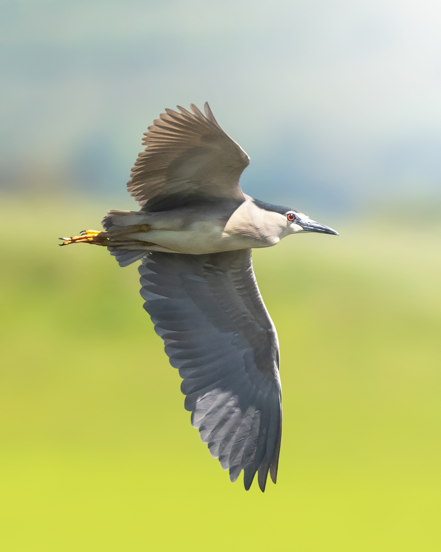 Night Heron in Flight