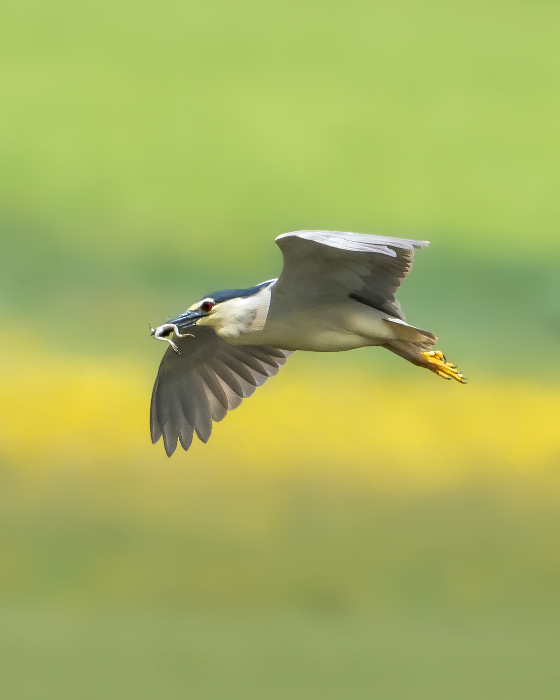 Night Heron in flight with frog