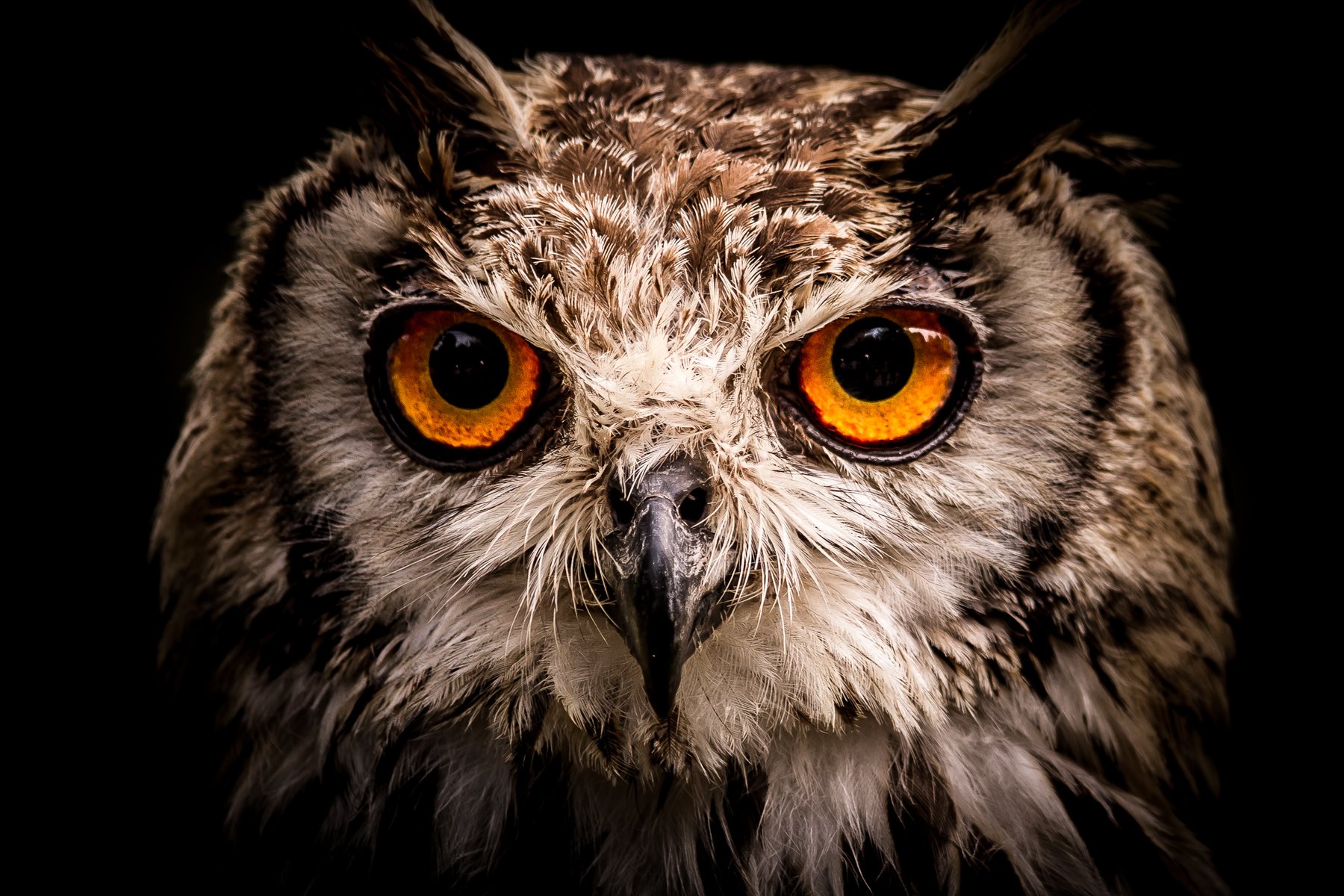 Eagle Owl