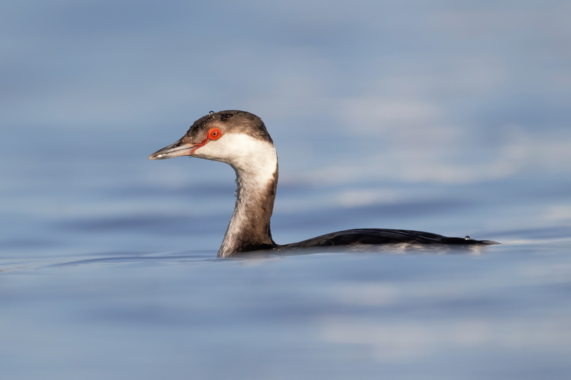 Horned grebe
