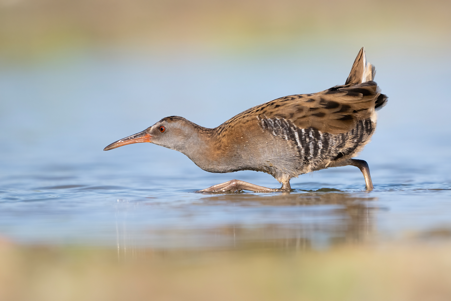 Water rail