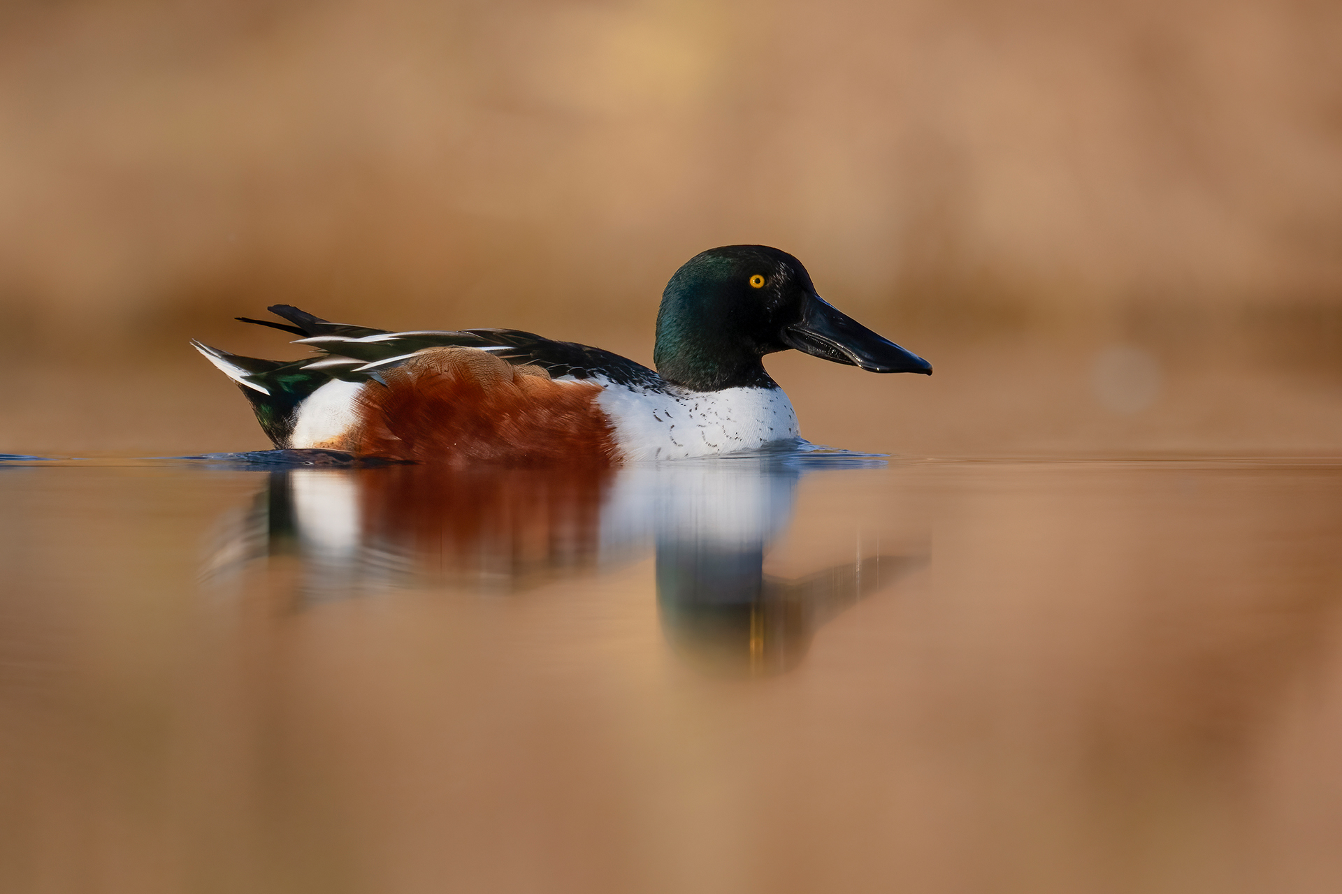 Shoveler