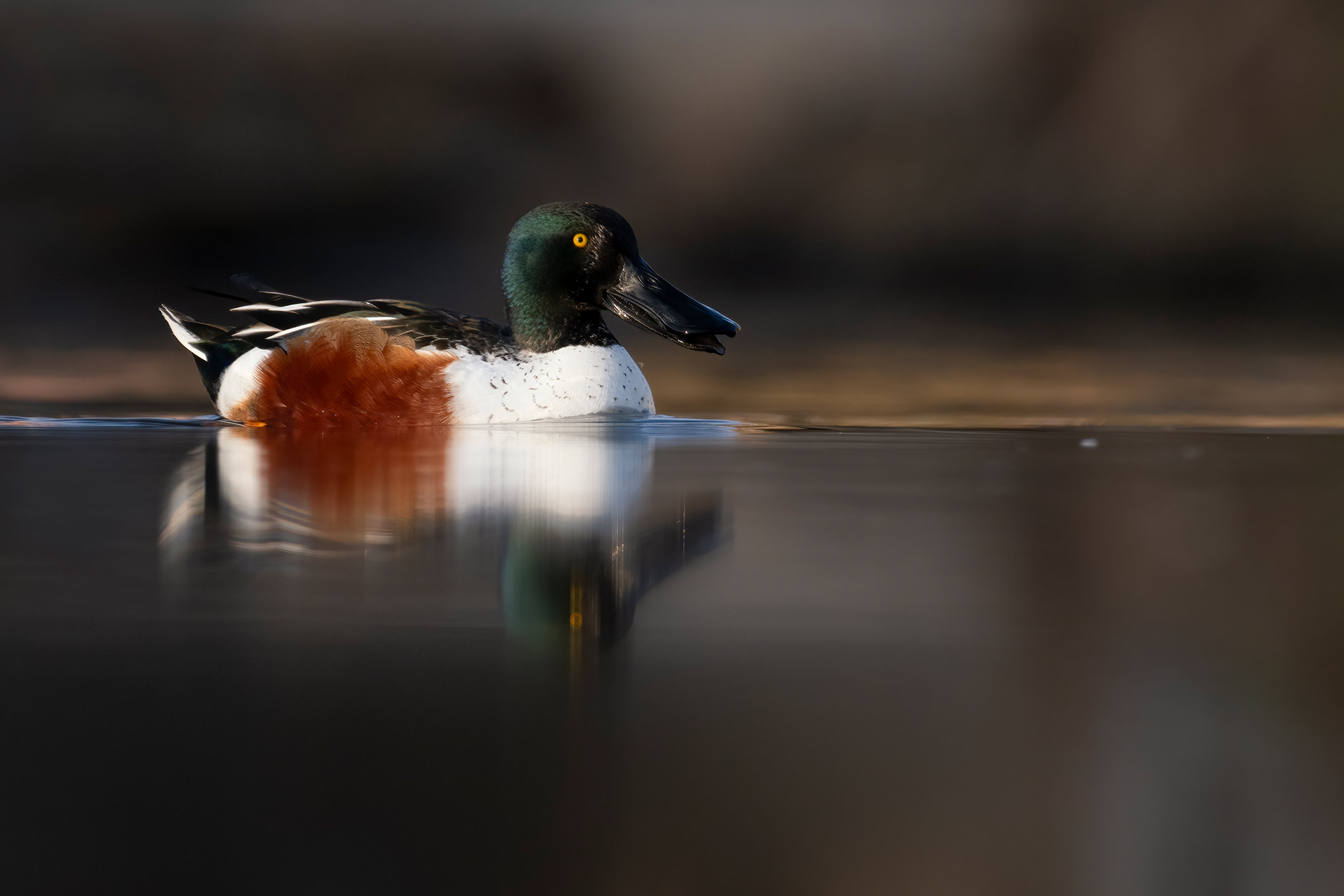 Shoveler